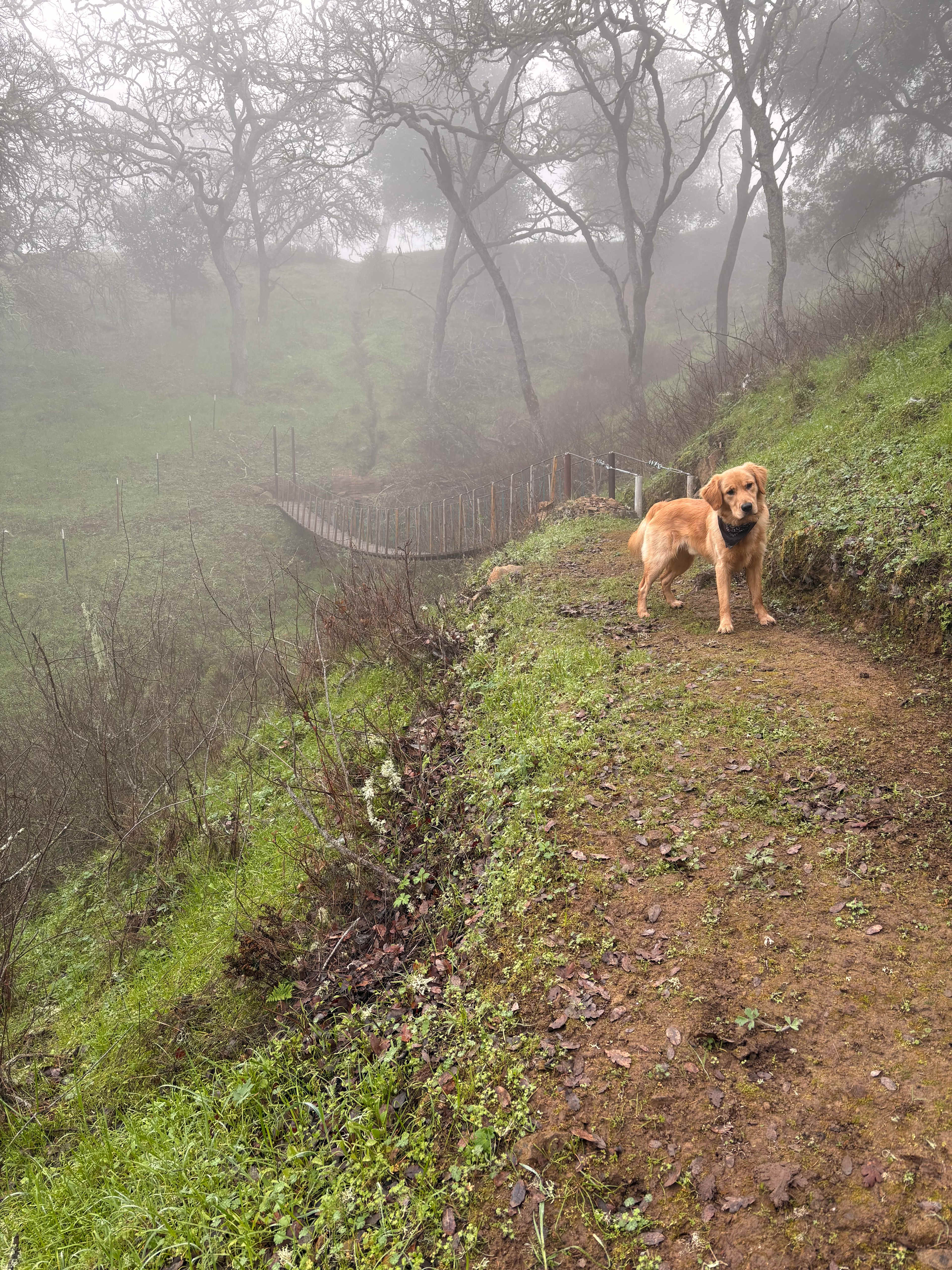 Wendee's Whimsical Campsite
