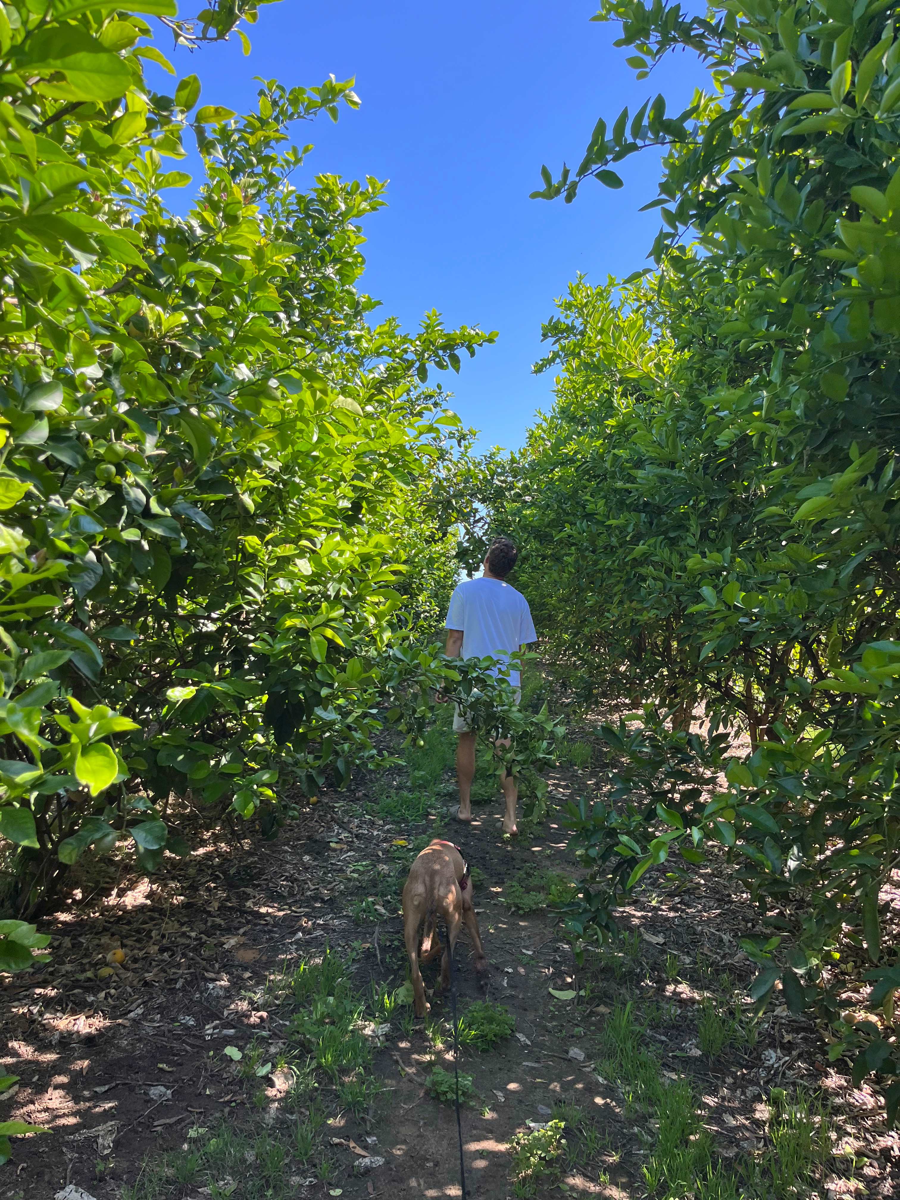 Canoelands Orchard Camping