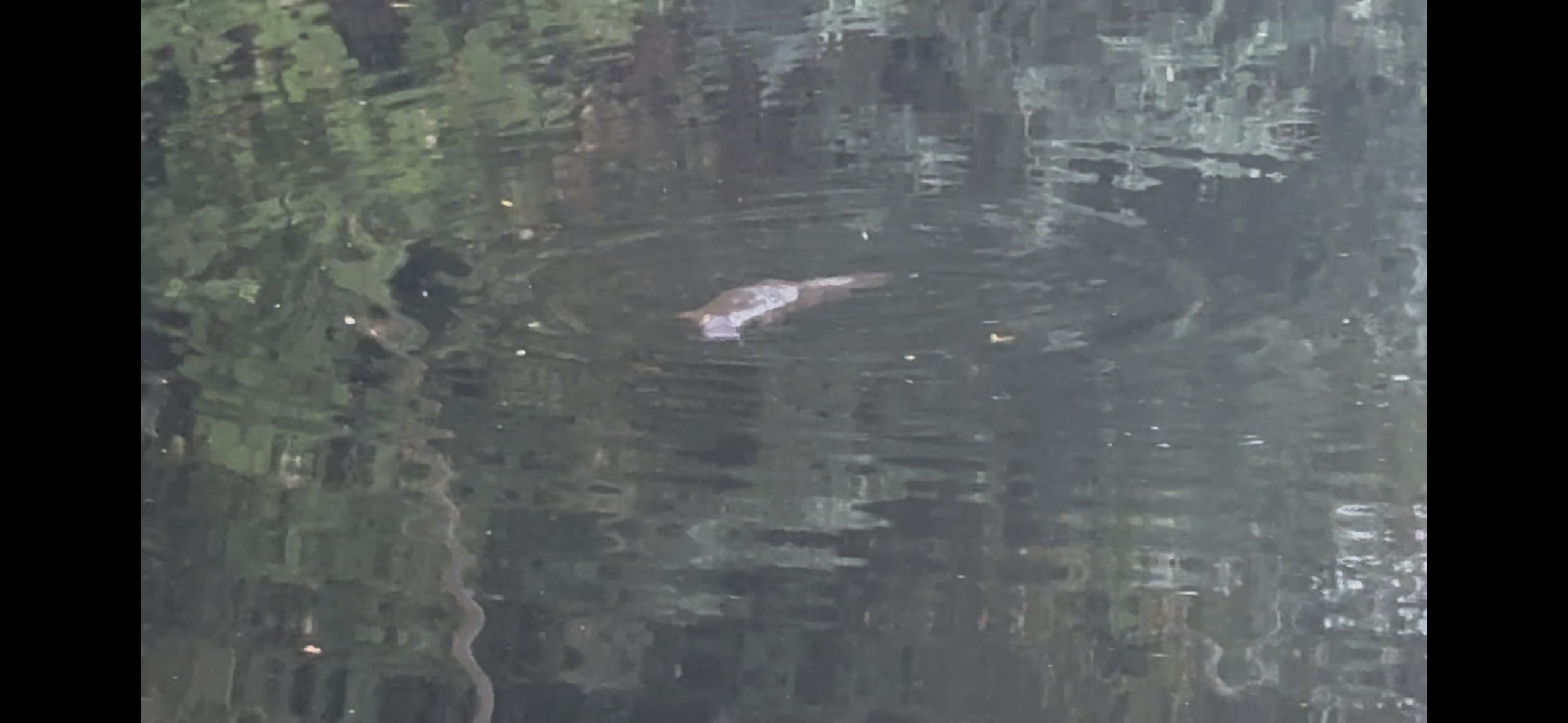 Fairview Farm Ringarooma Tasmania