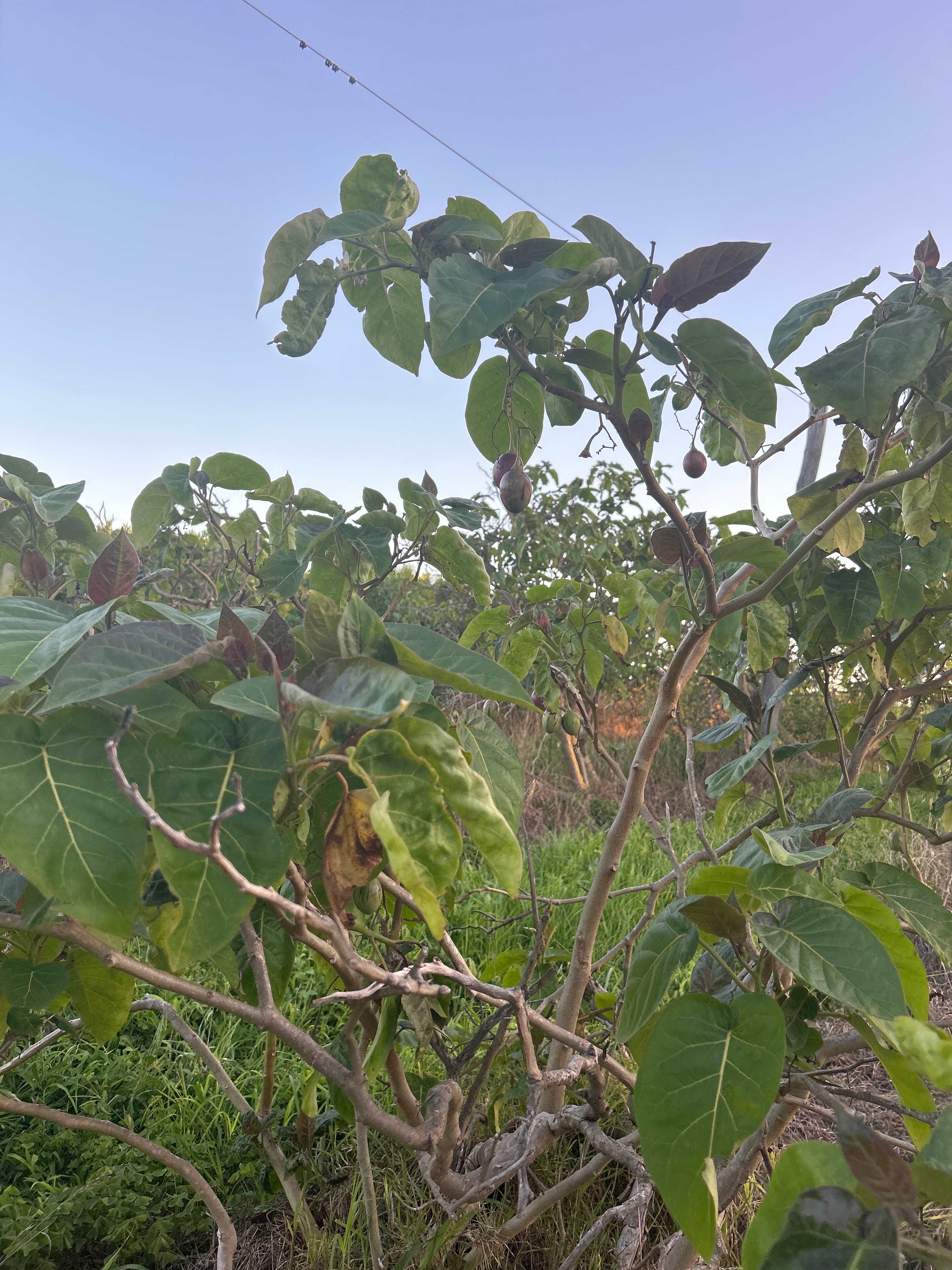 Canoelands Orchard Camping