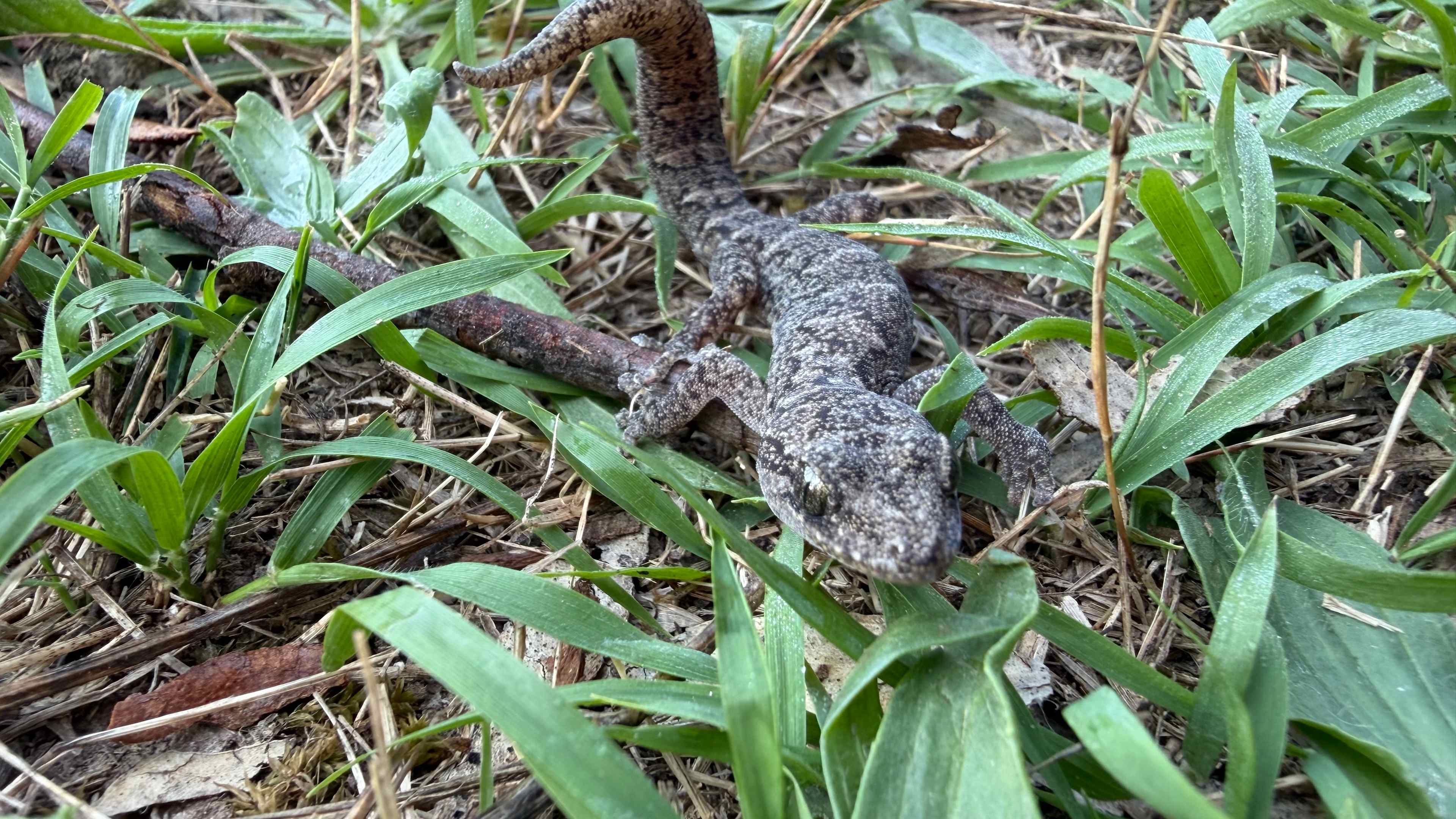 The Nile Off Grid family farm