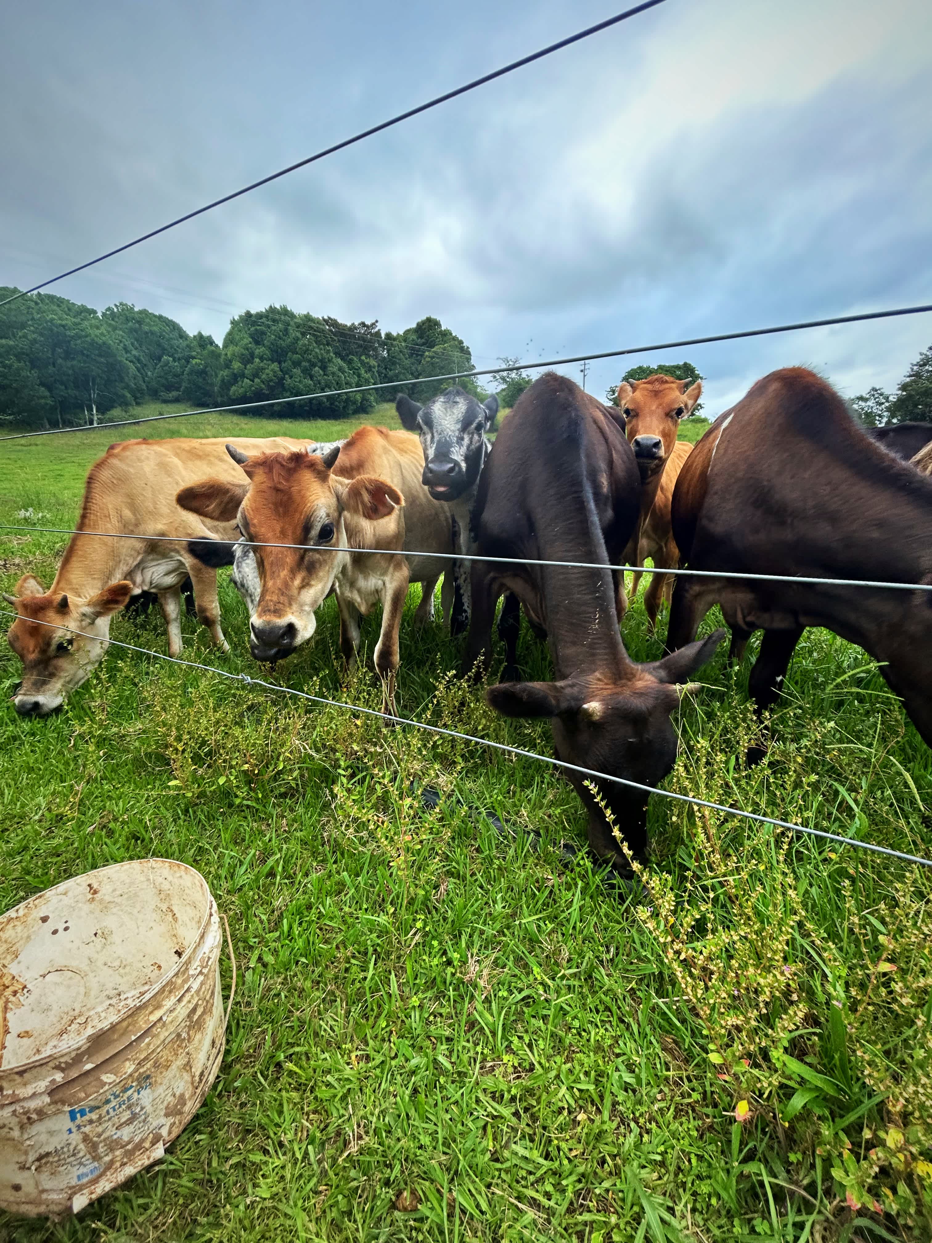 Tweed Valley Farmhouse Cheeses