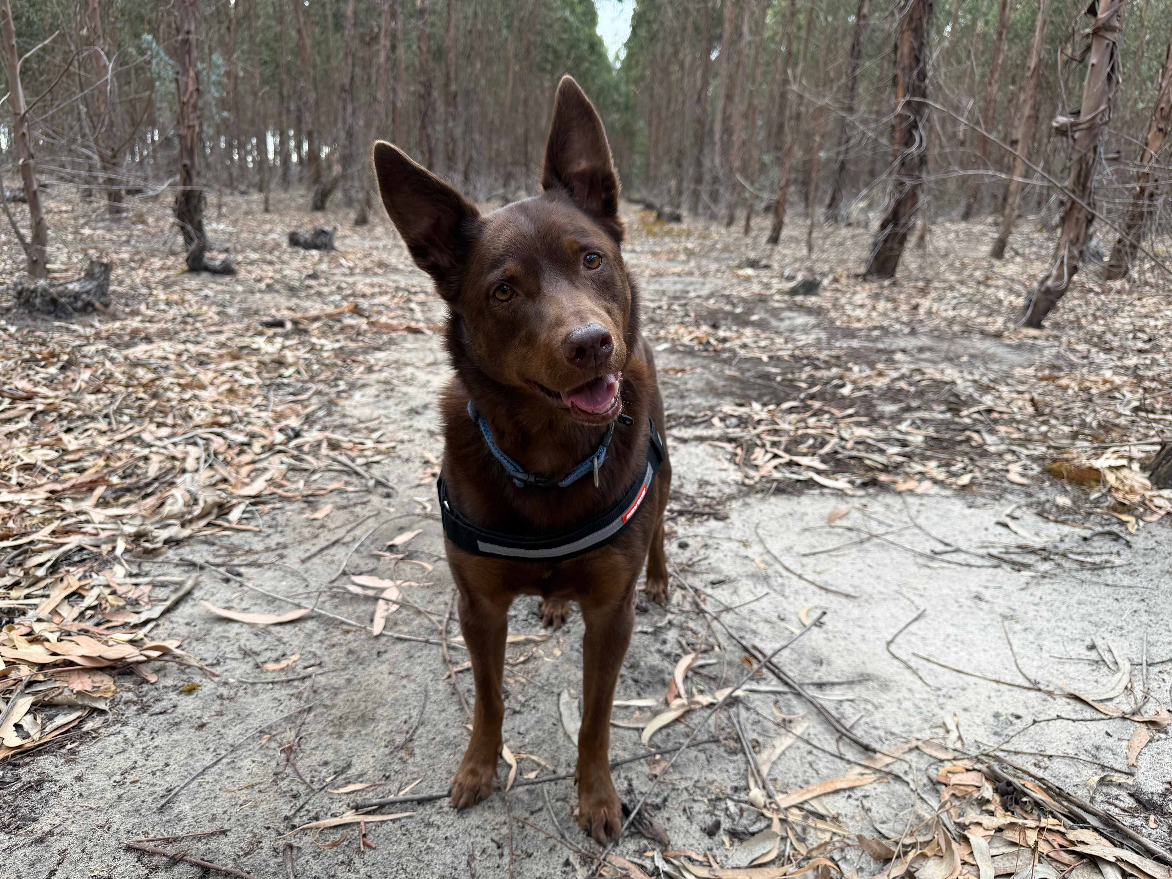Whicher Farm Campsite