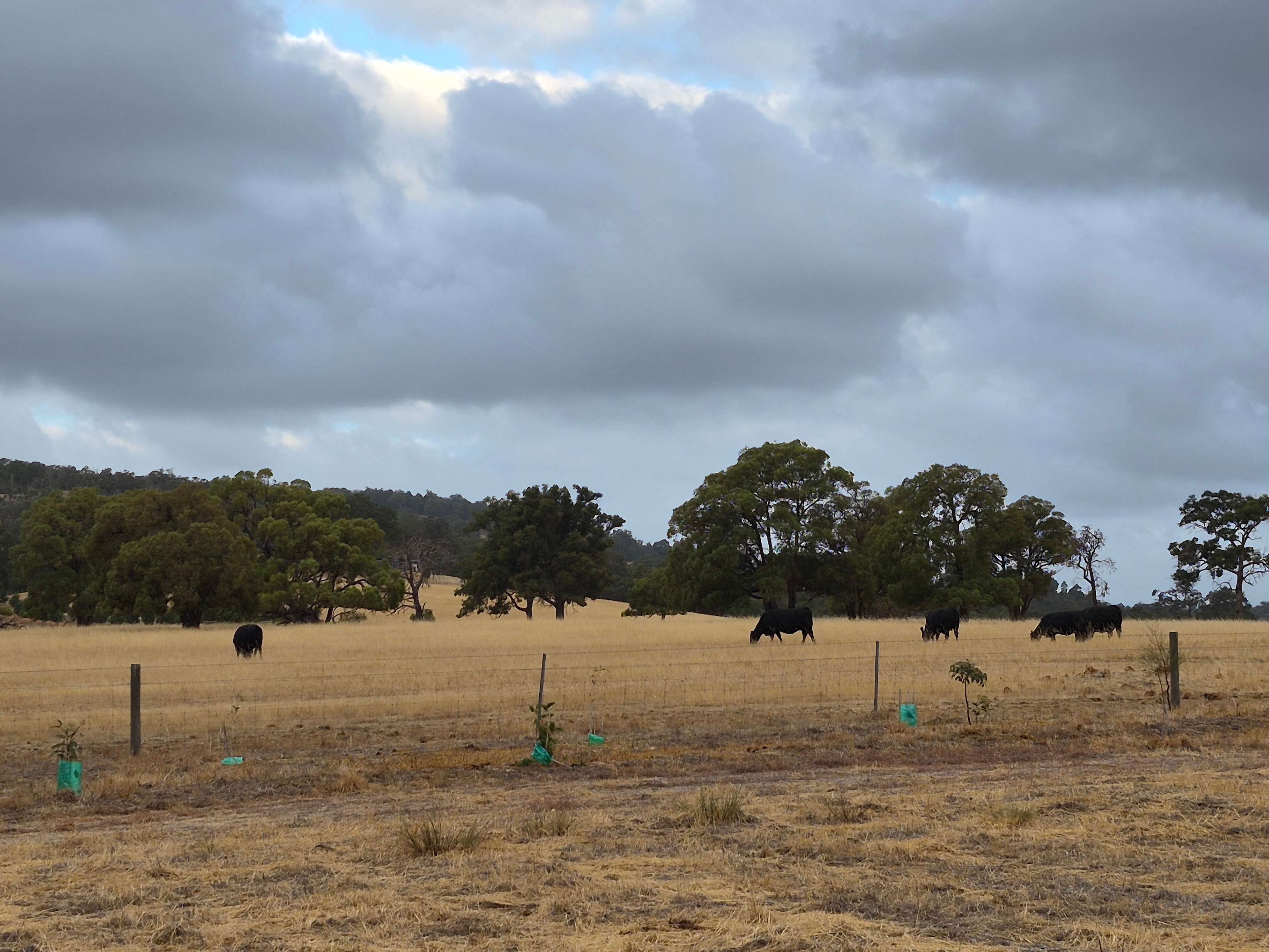 A herd of cattle on neighbouring land 