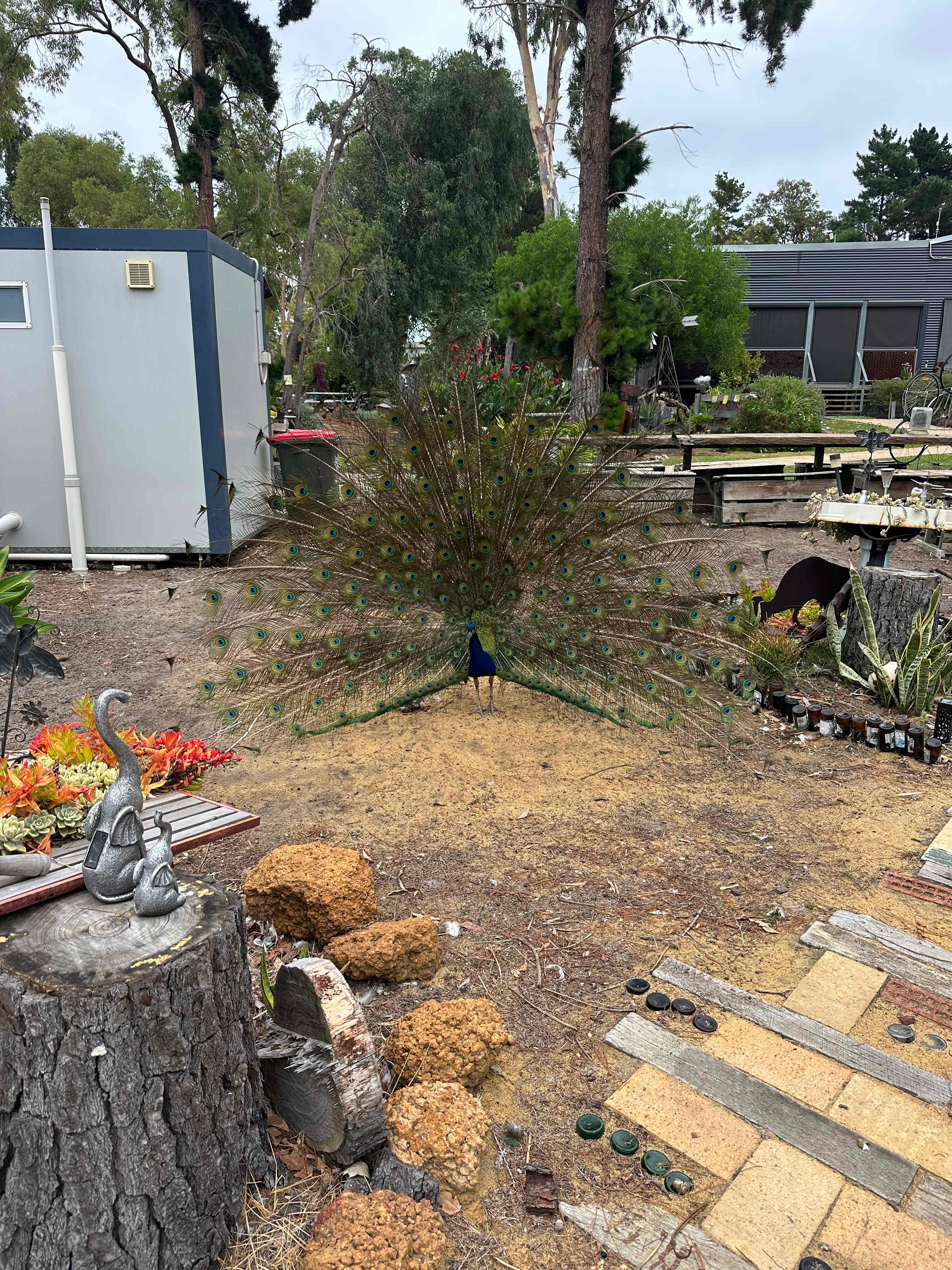 Little Eeden Farm Pine Camp