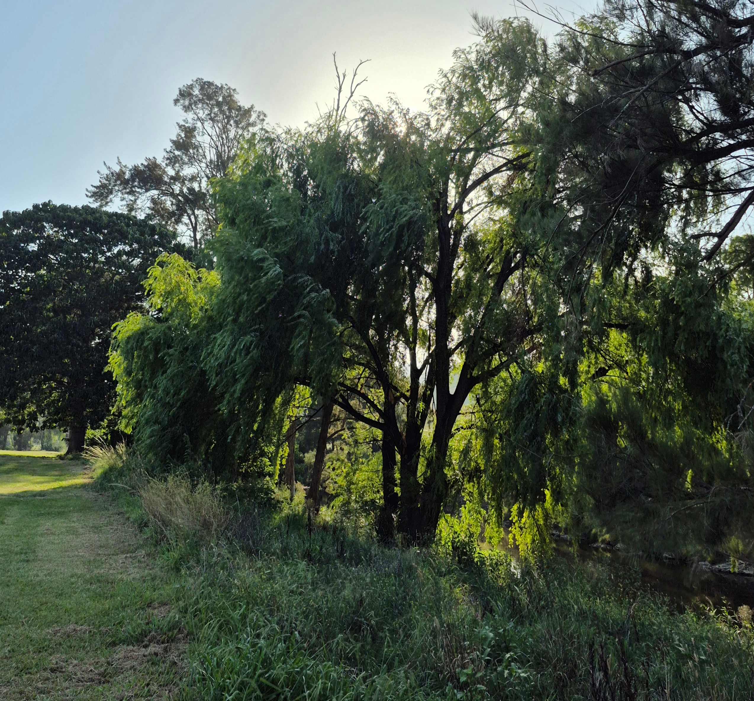 Roma Orchard - Hunter Valley