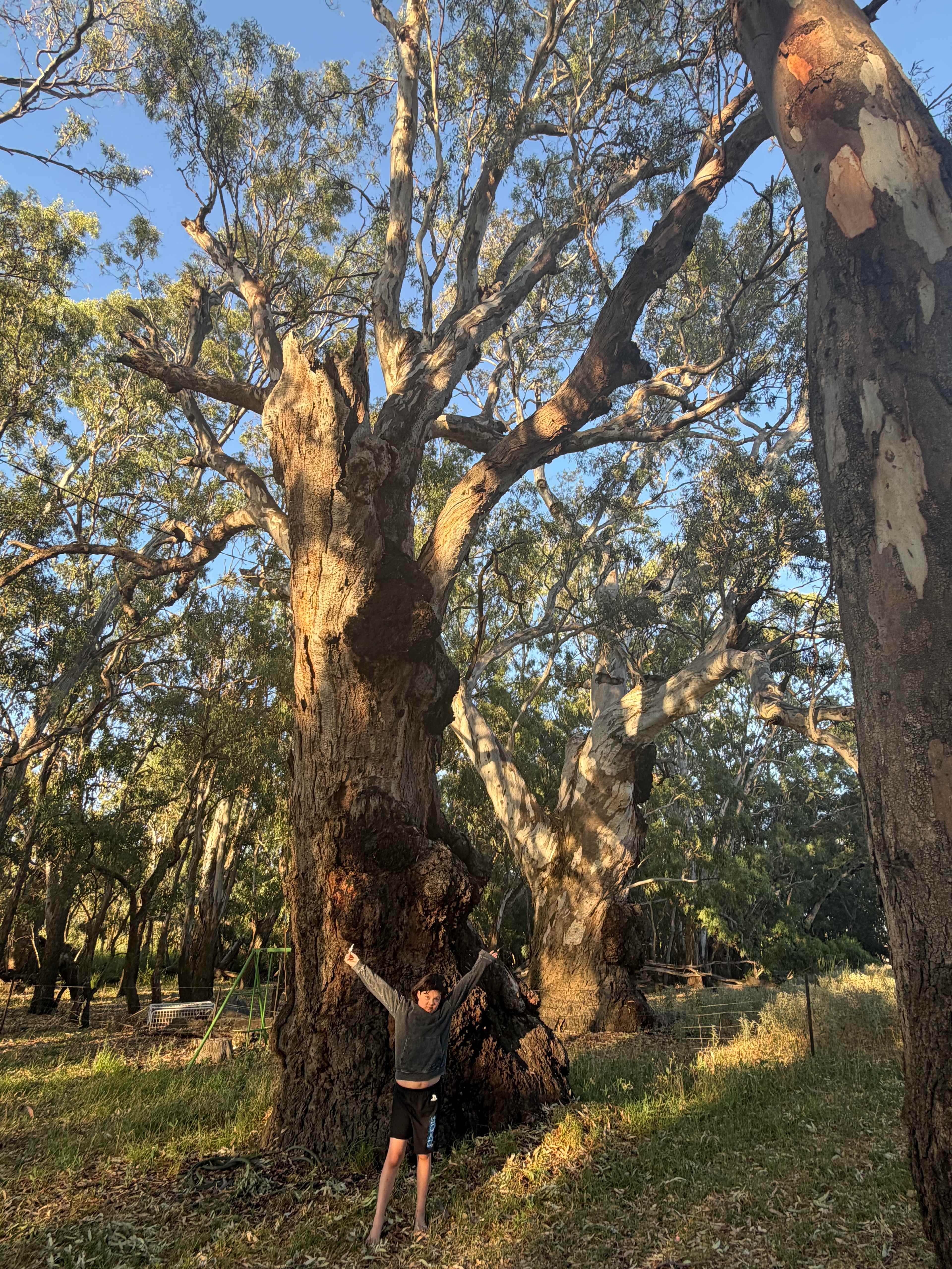 Some very impressive gum trees!