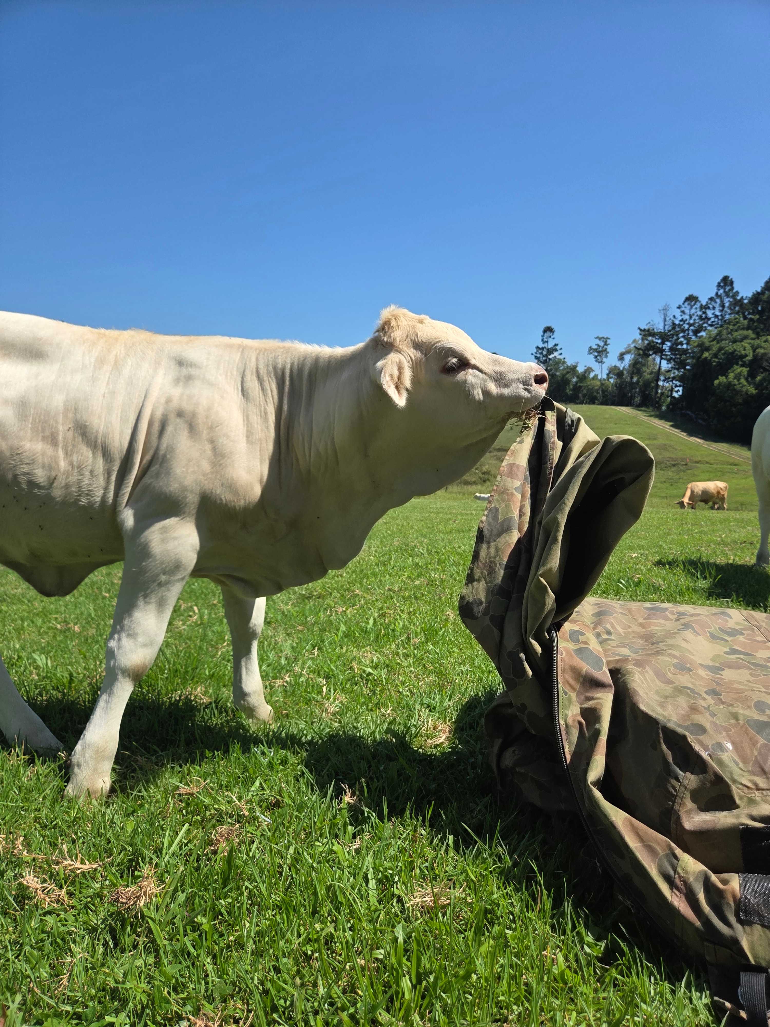 Very inquisitive calves. 
