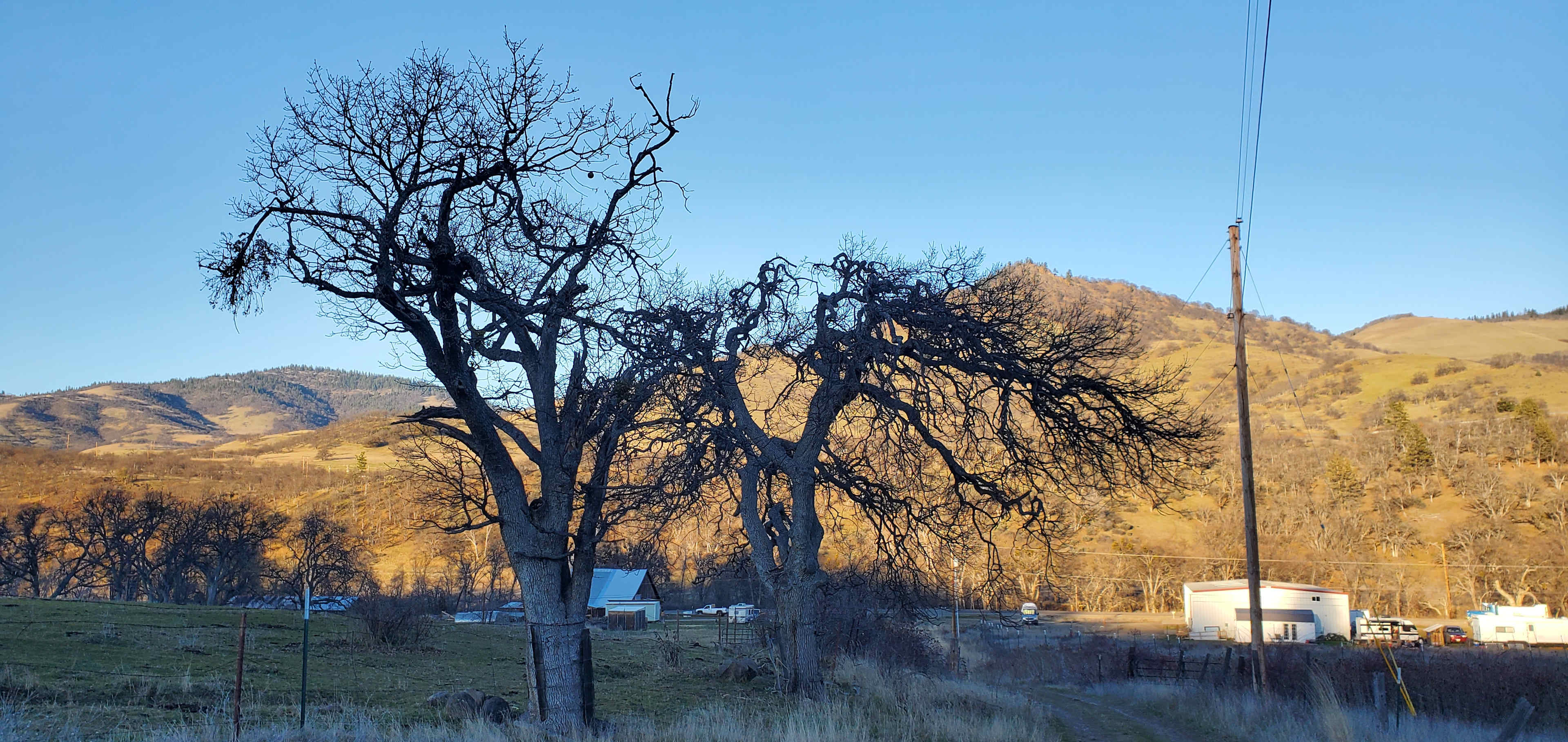 Campsite view between the trees