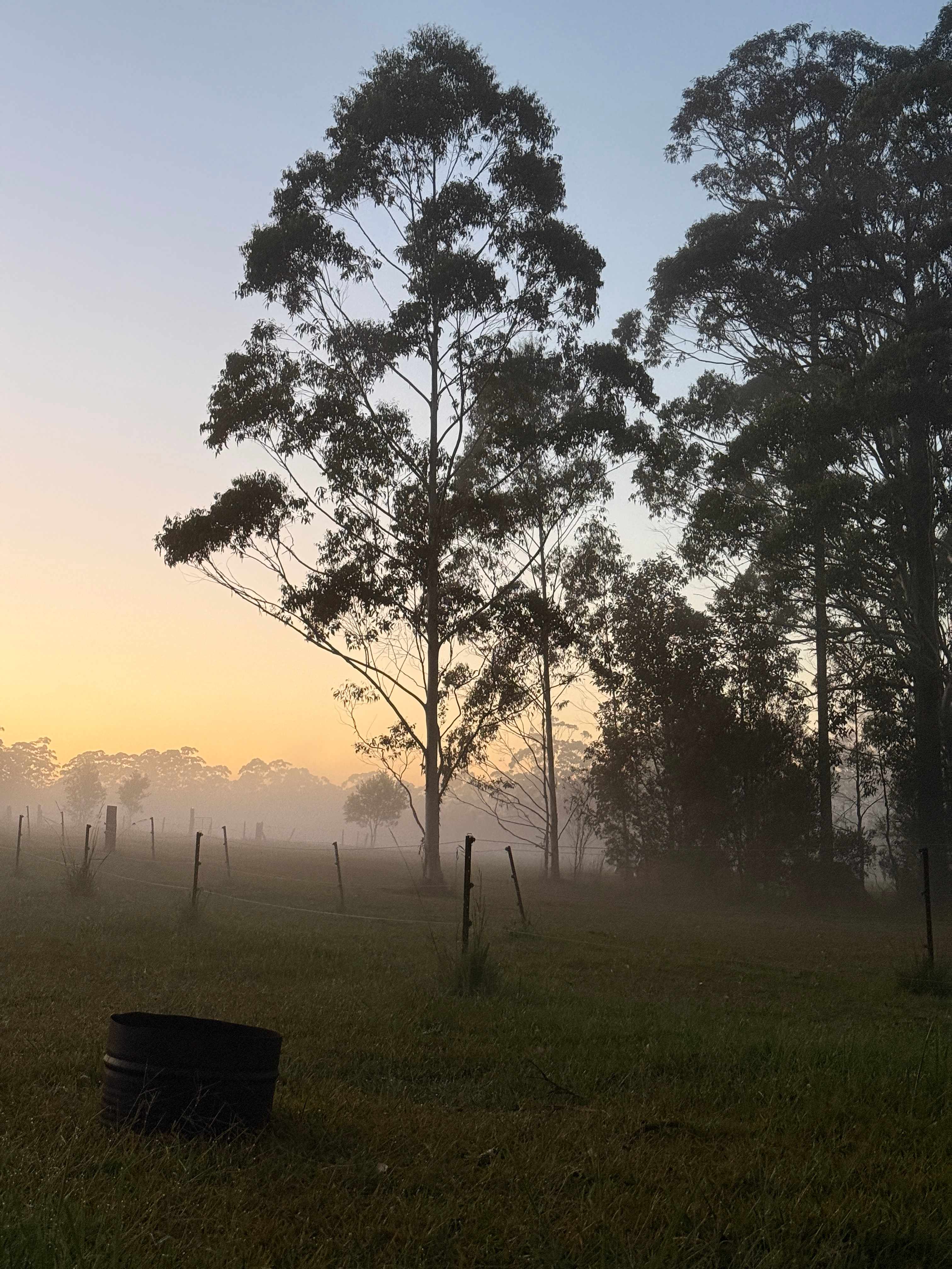 Spirit of the Forest