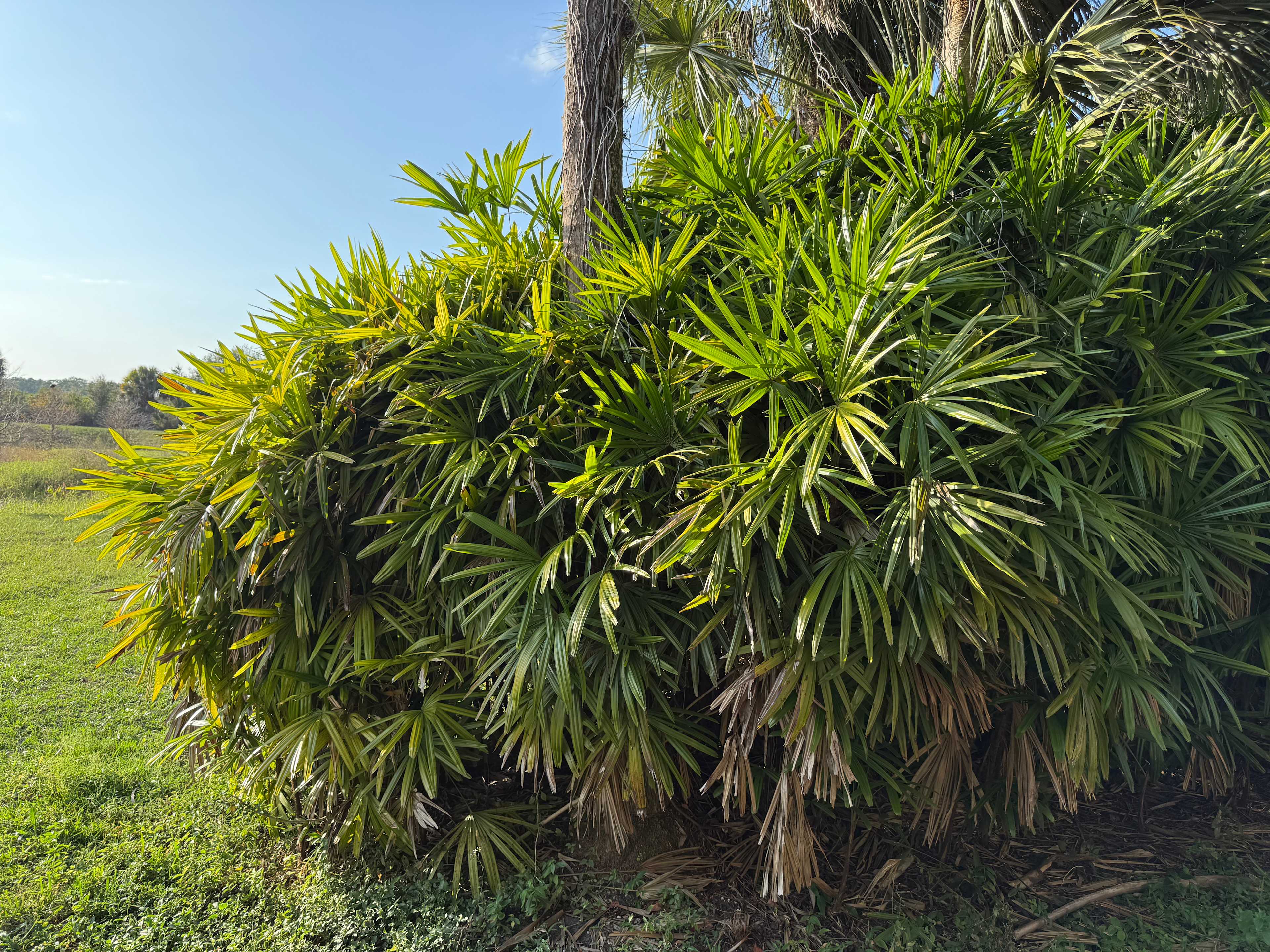Taste of Old Florida