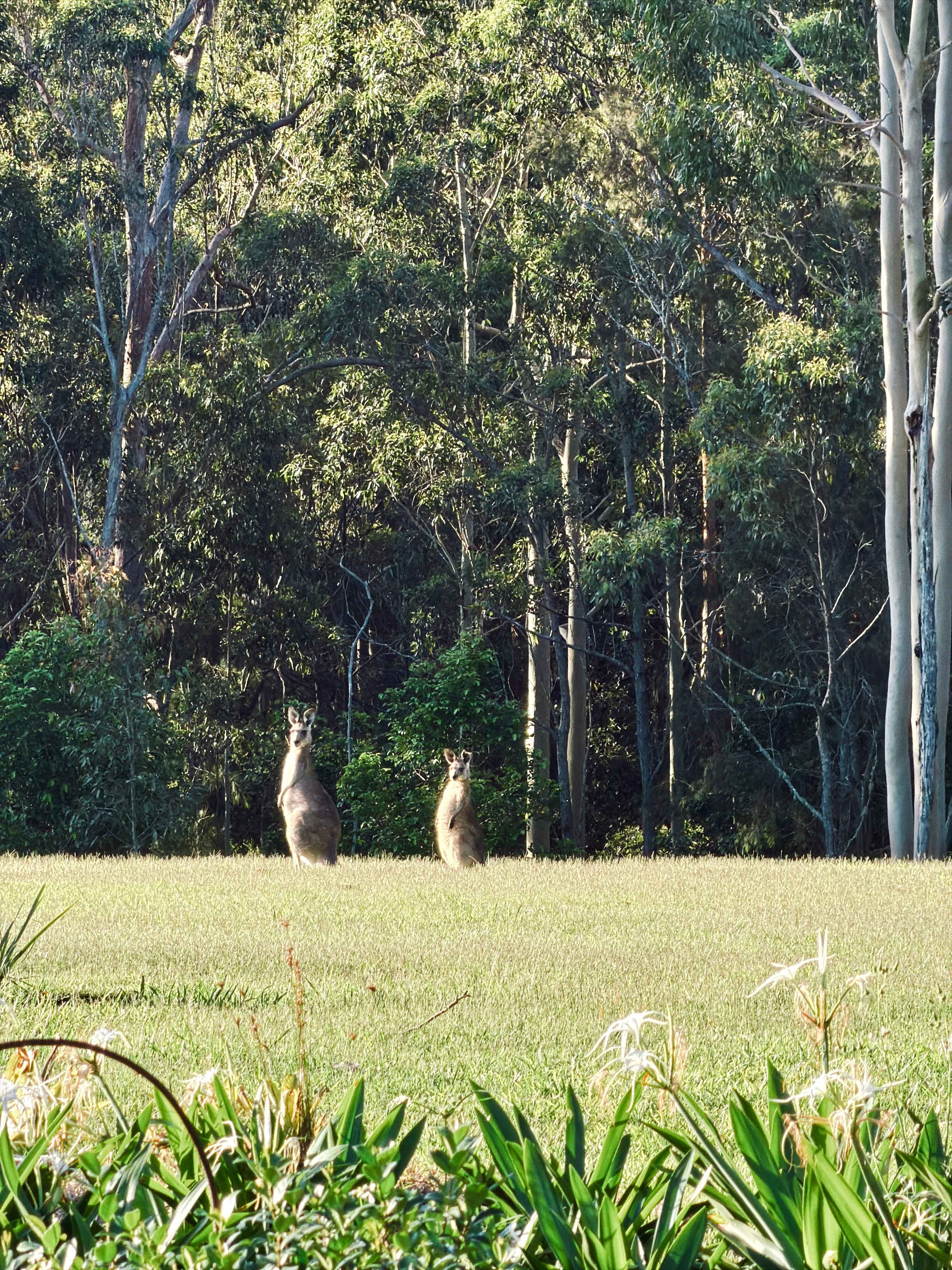 Wallaby Haven
