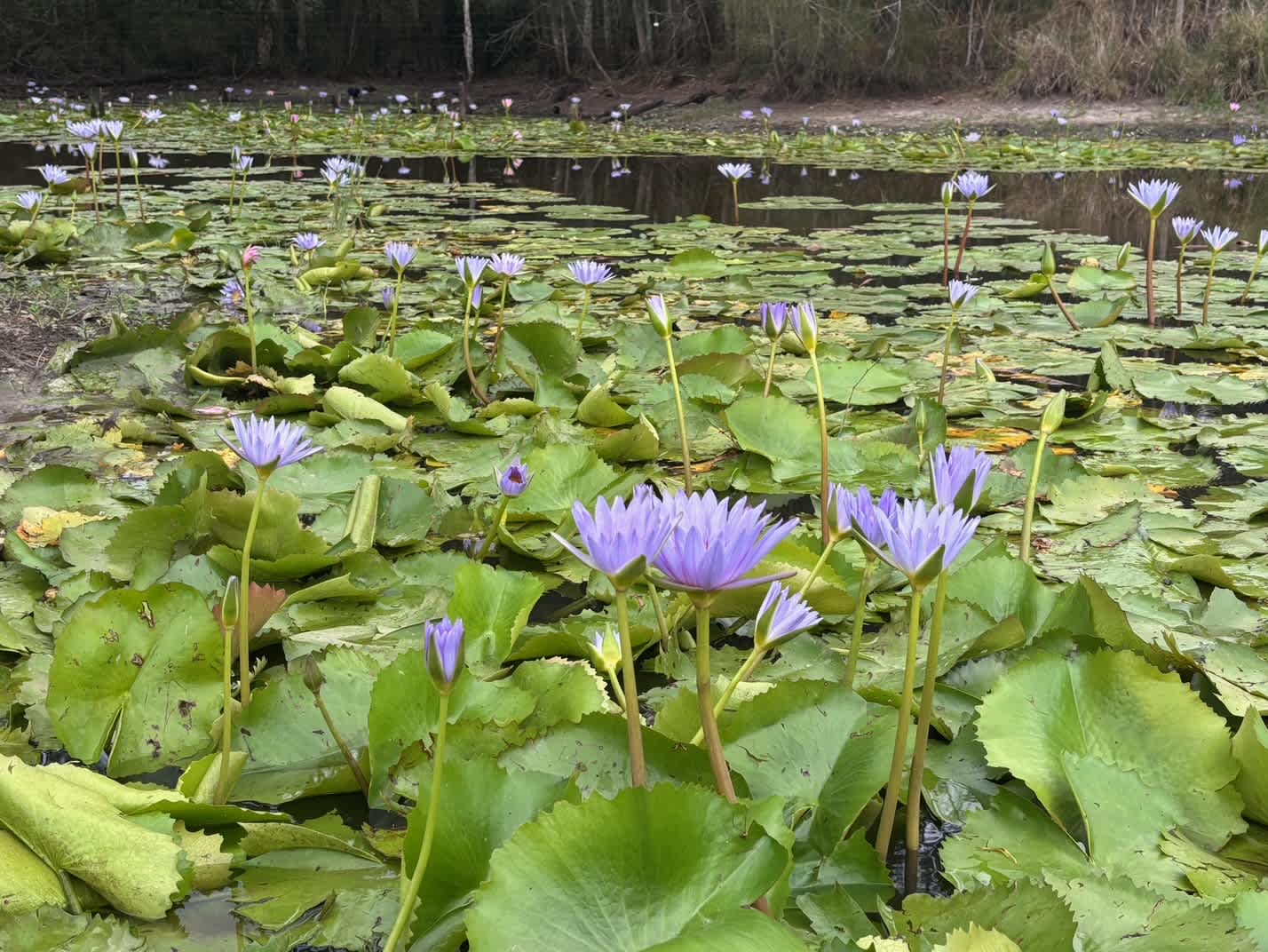 The Riverside Farm Escape Minimbah