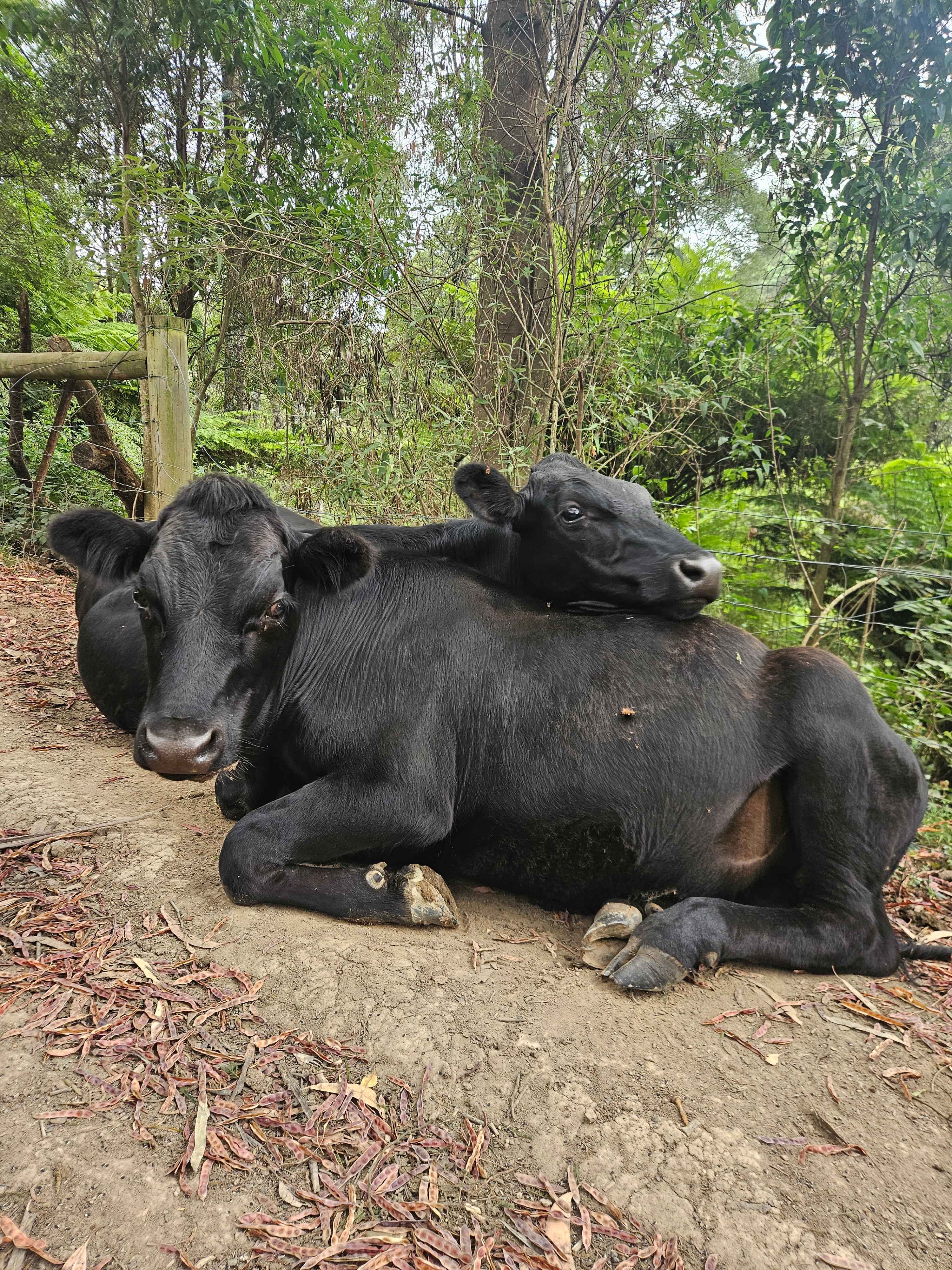 Mountain Life Retreat