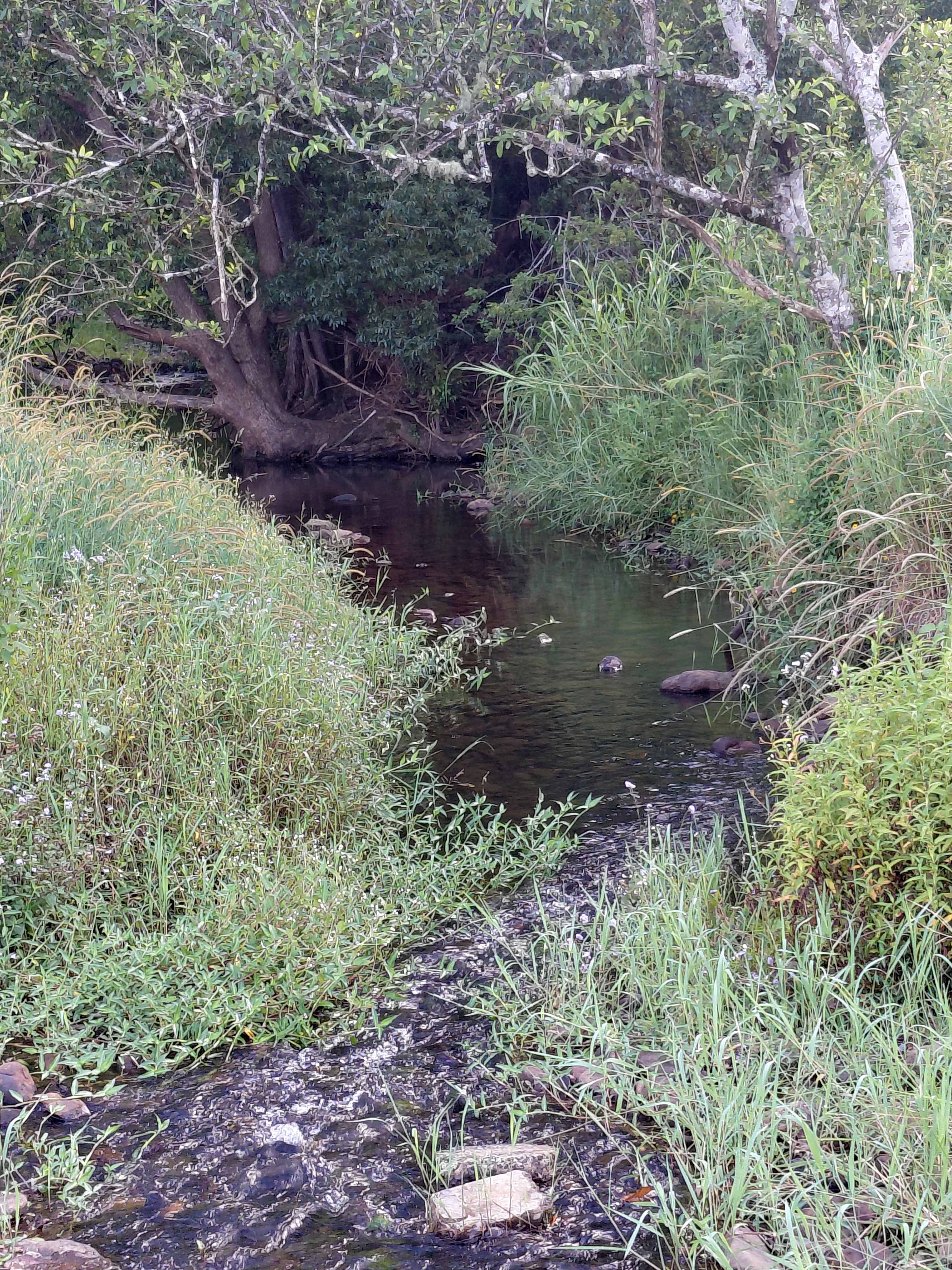 Crystal Creek Springs