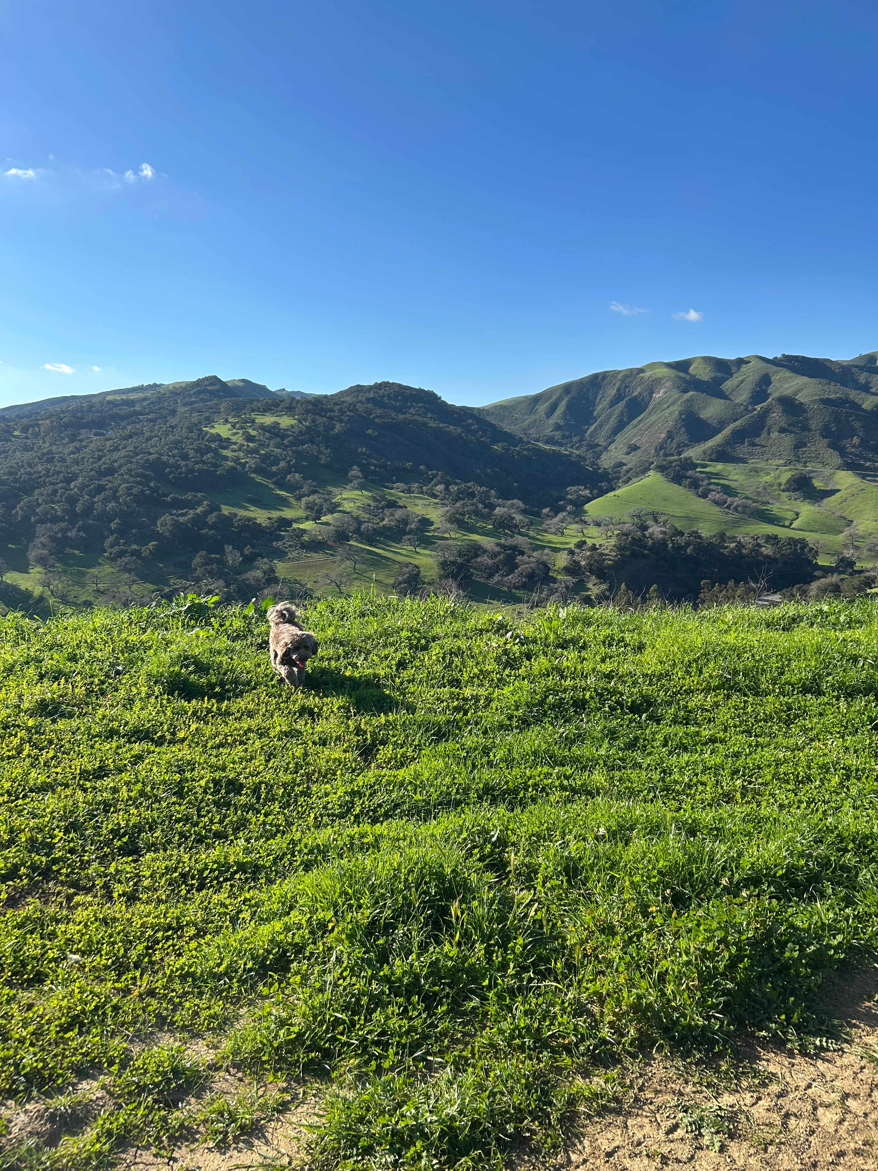 Freedog Farms @ Cactus Flower Ranch