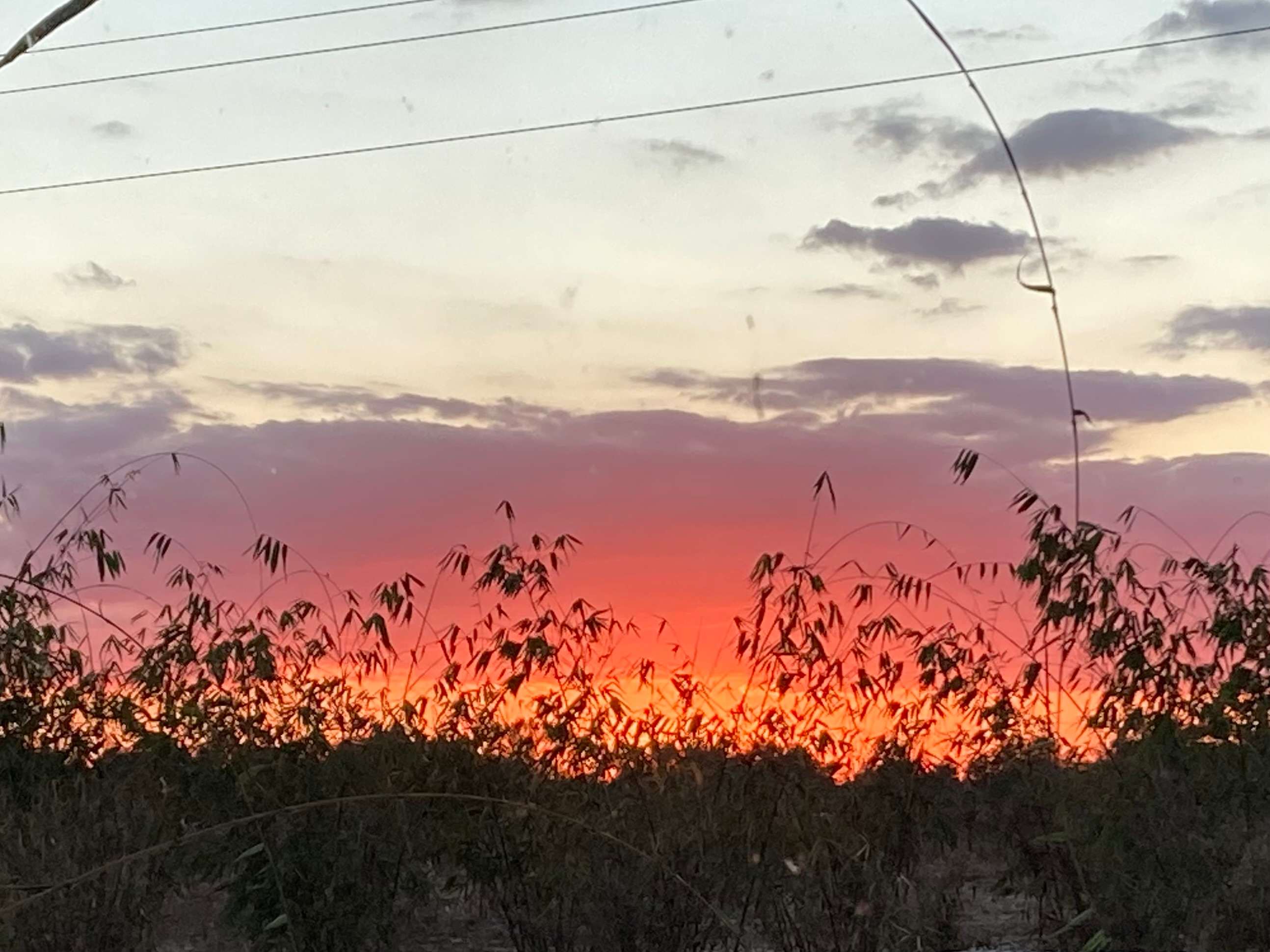 Joy Bamboo Forest Farm