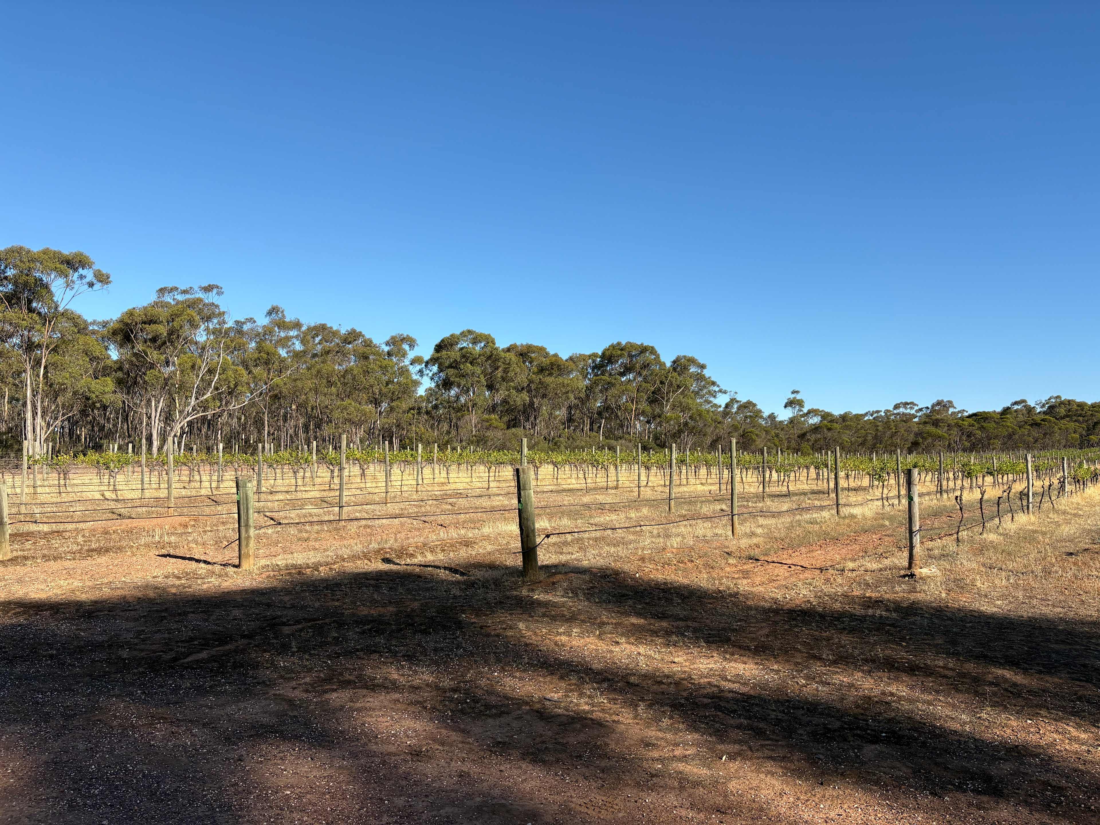 Sandhurst Ridge Vineyard