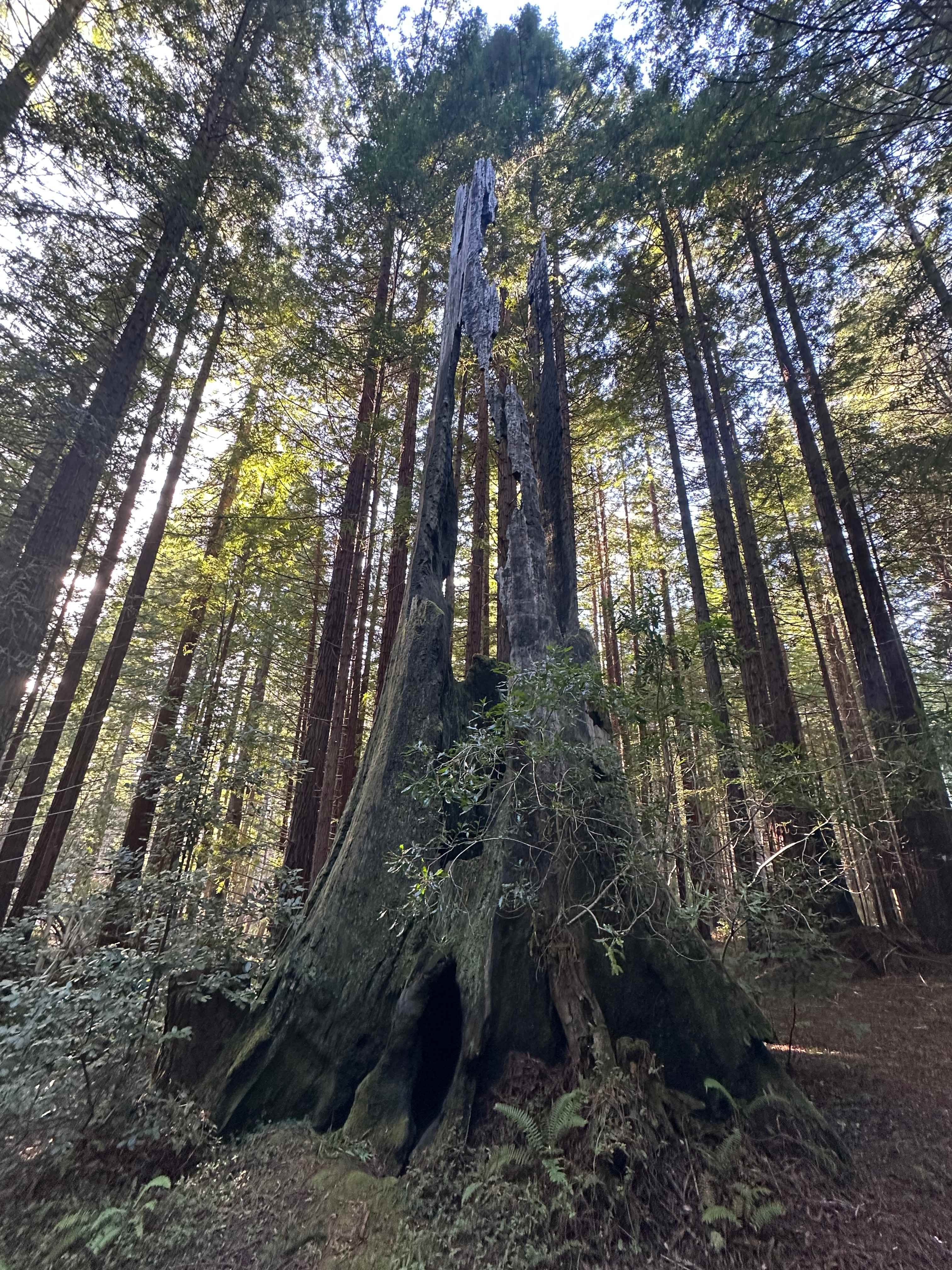 Baby Banana Slug Farm