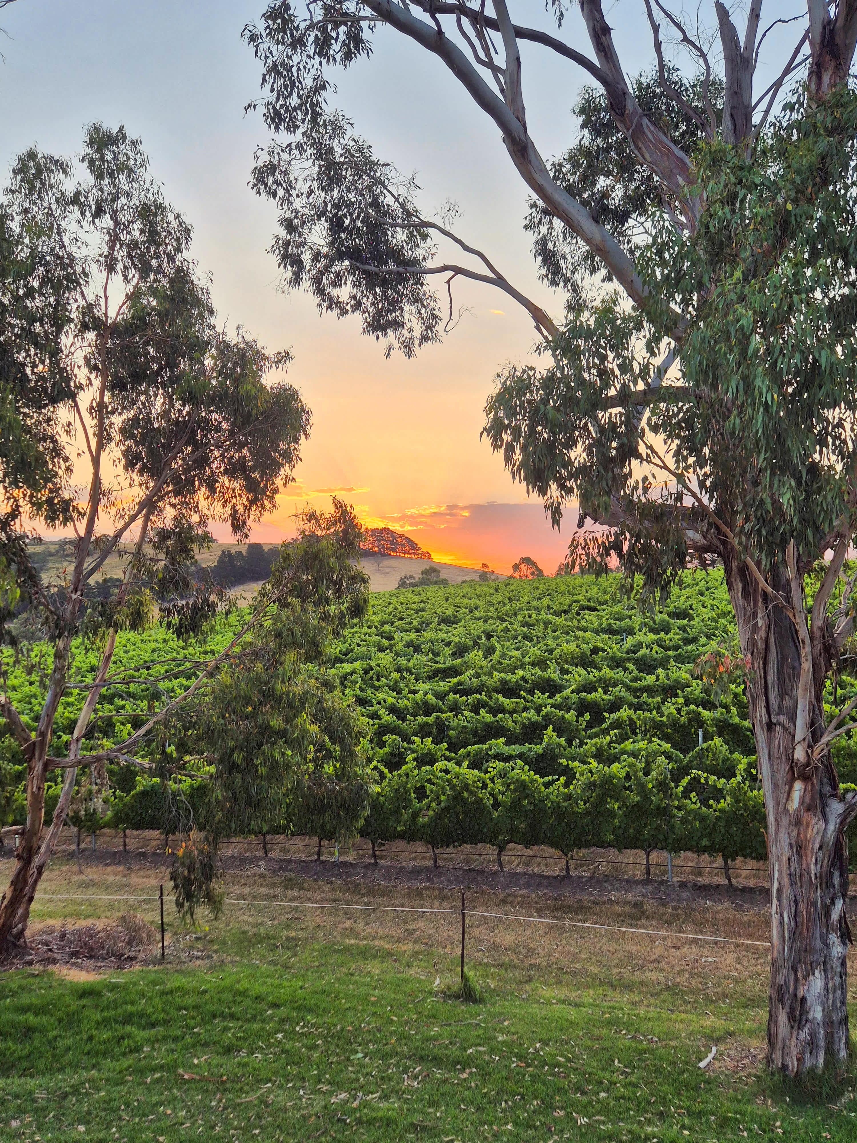 Yarra Valley Vineyard Views
