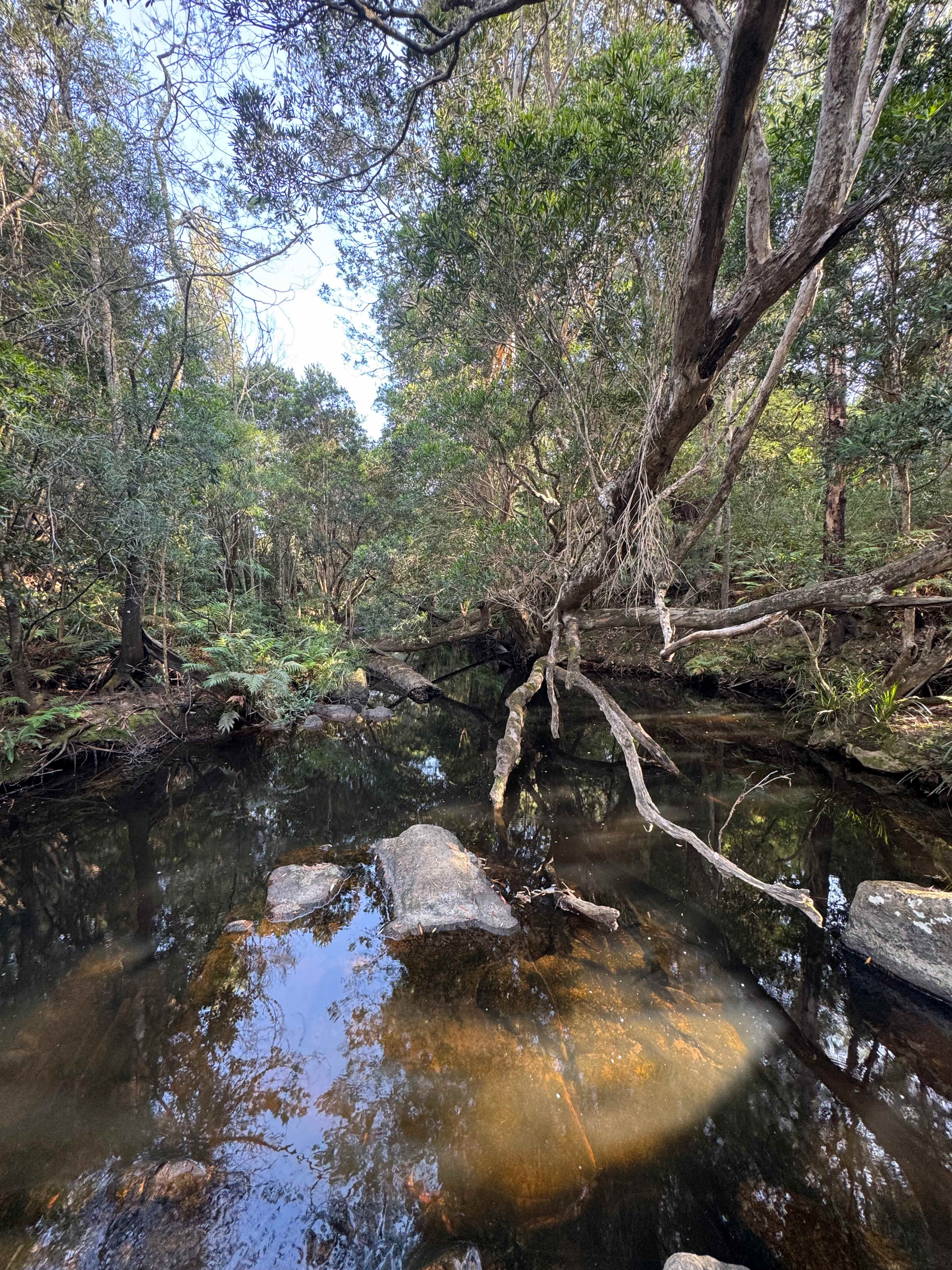 The Old Blackwood Mill