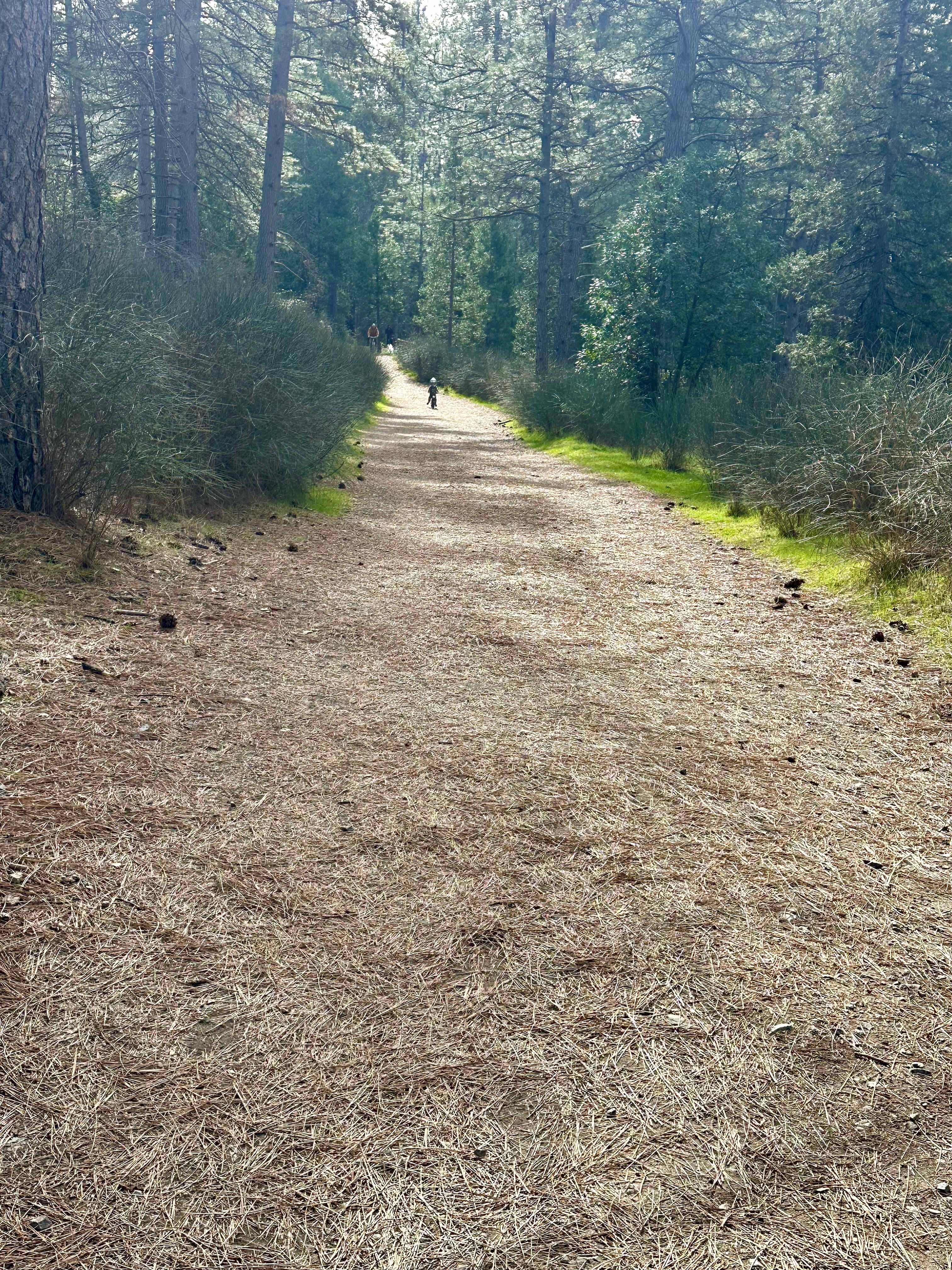Shady In-Town Creekside Campsite