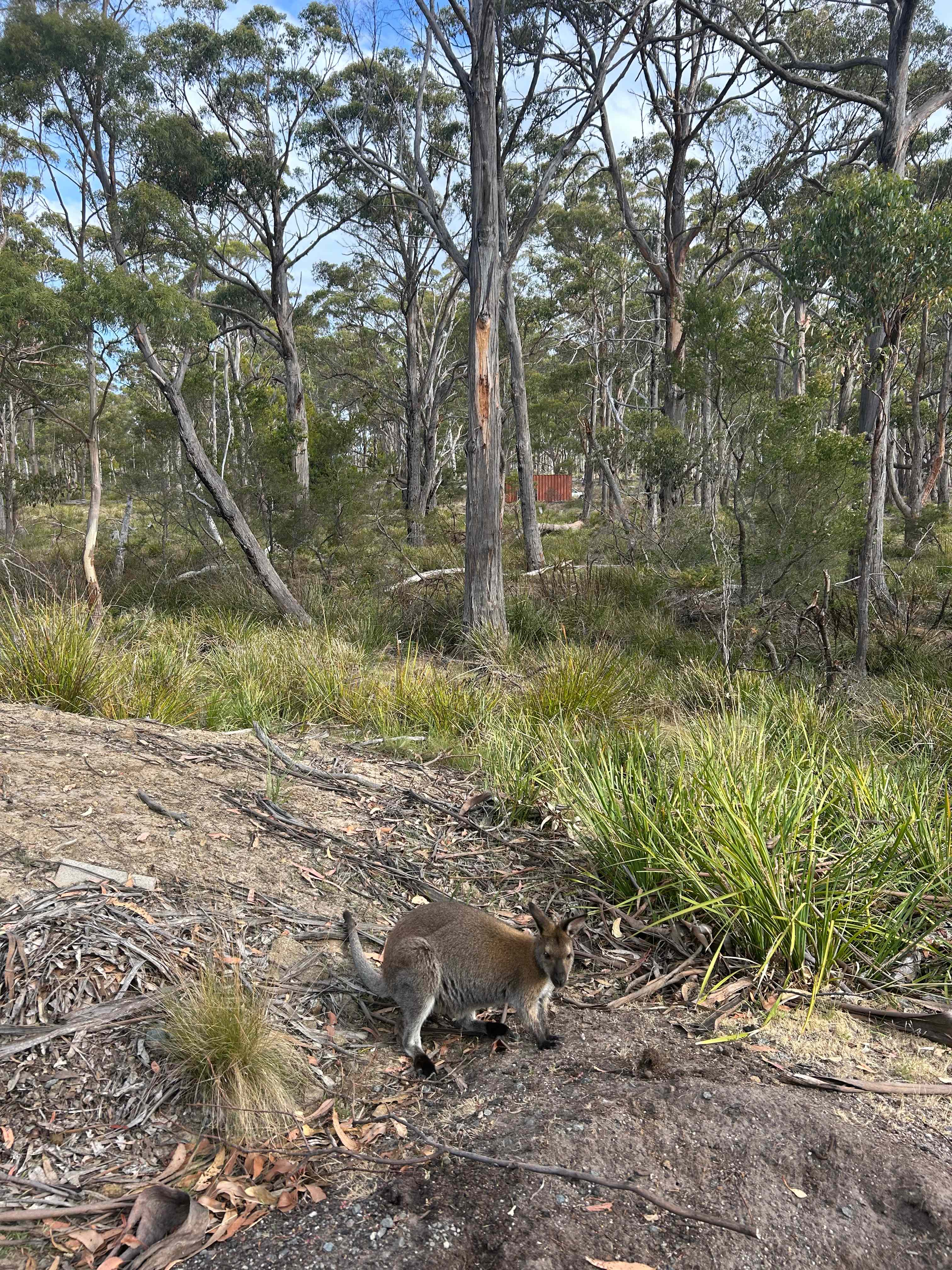Heron Cove, Bruny Island