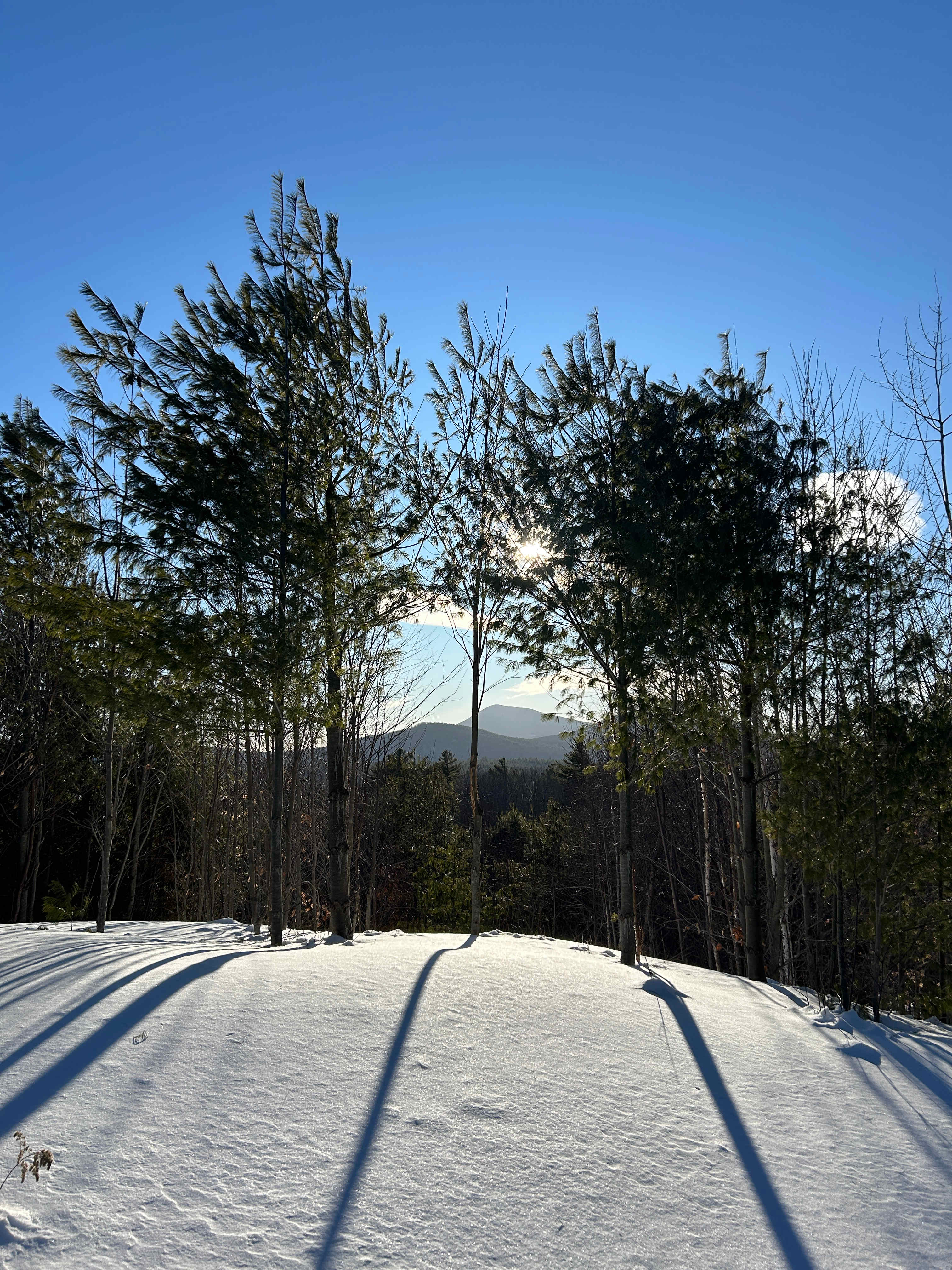 Sacred Nectar Sanctuary