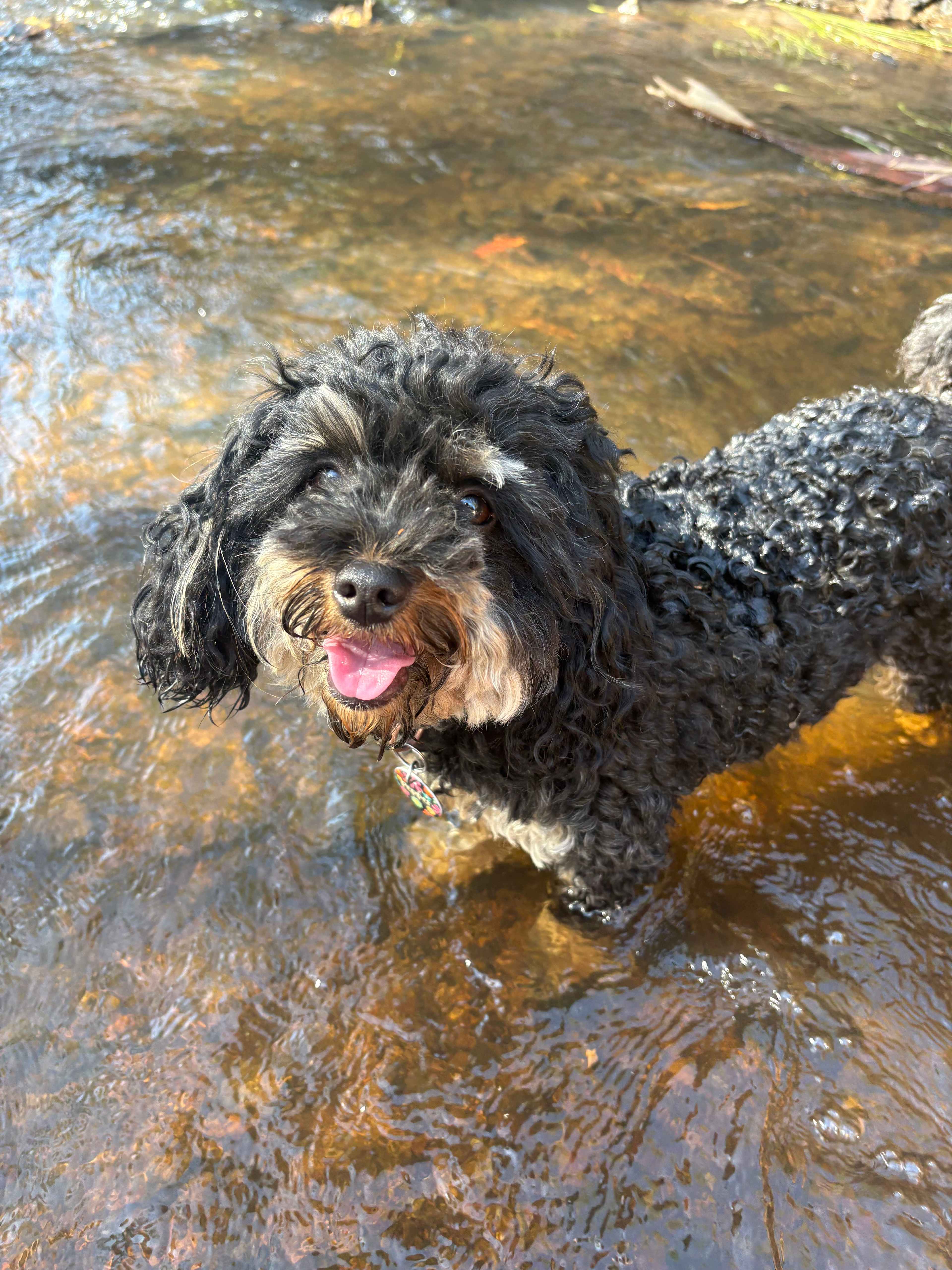 Cooking off in the river 