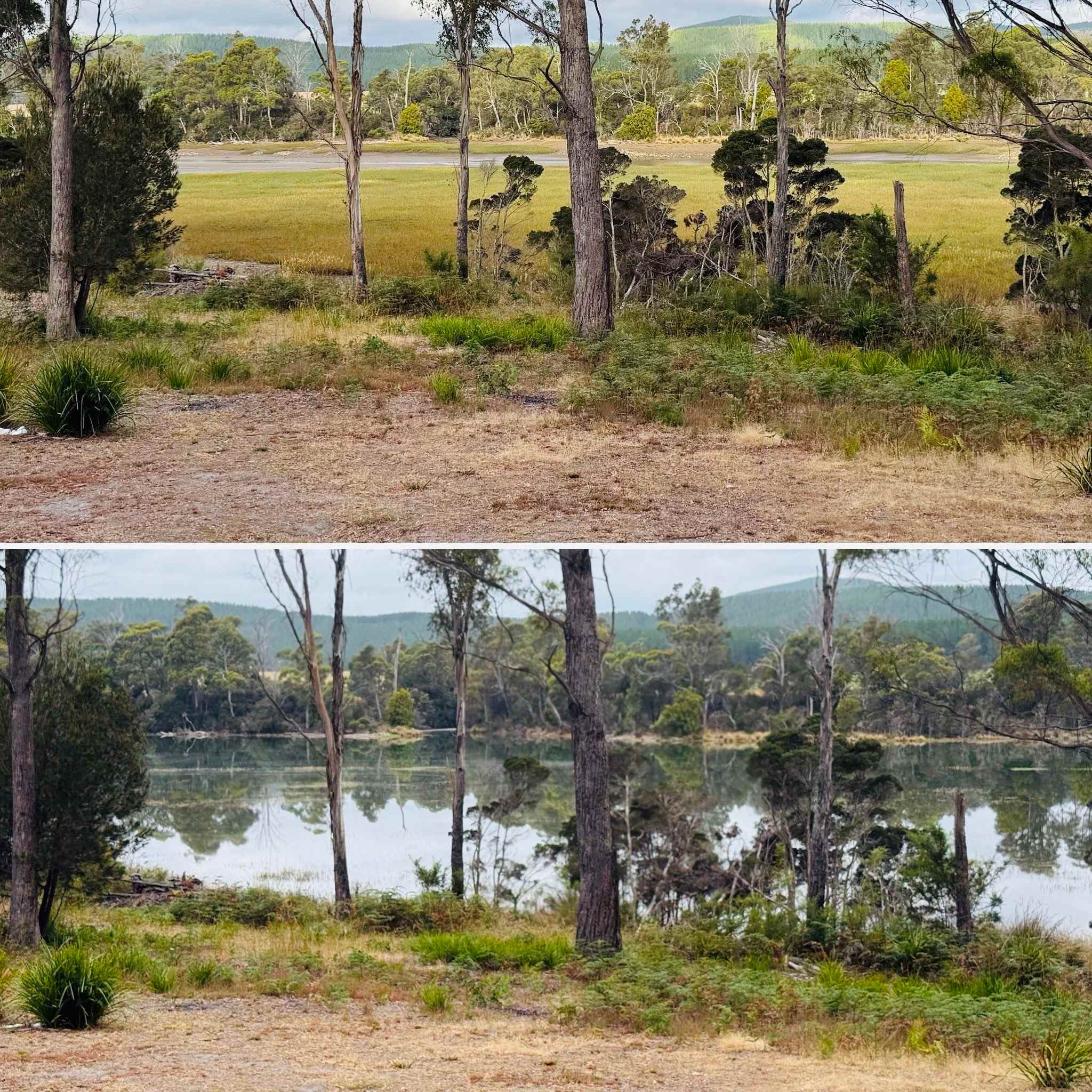 Difference in high and low tide -can’t believe we were kayaking across those grasses at high tide