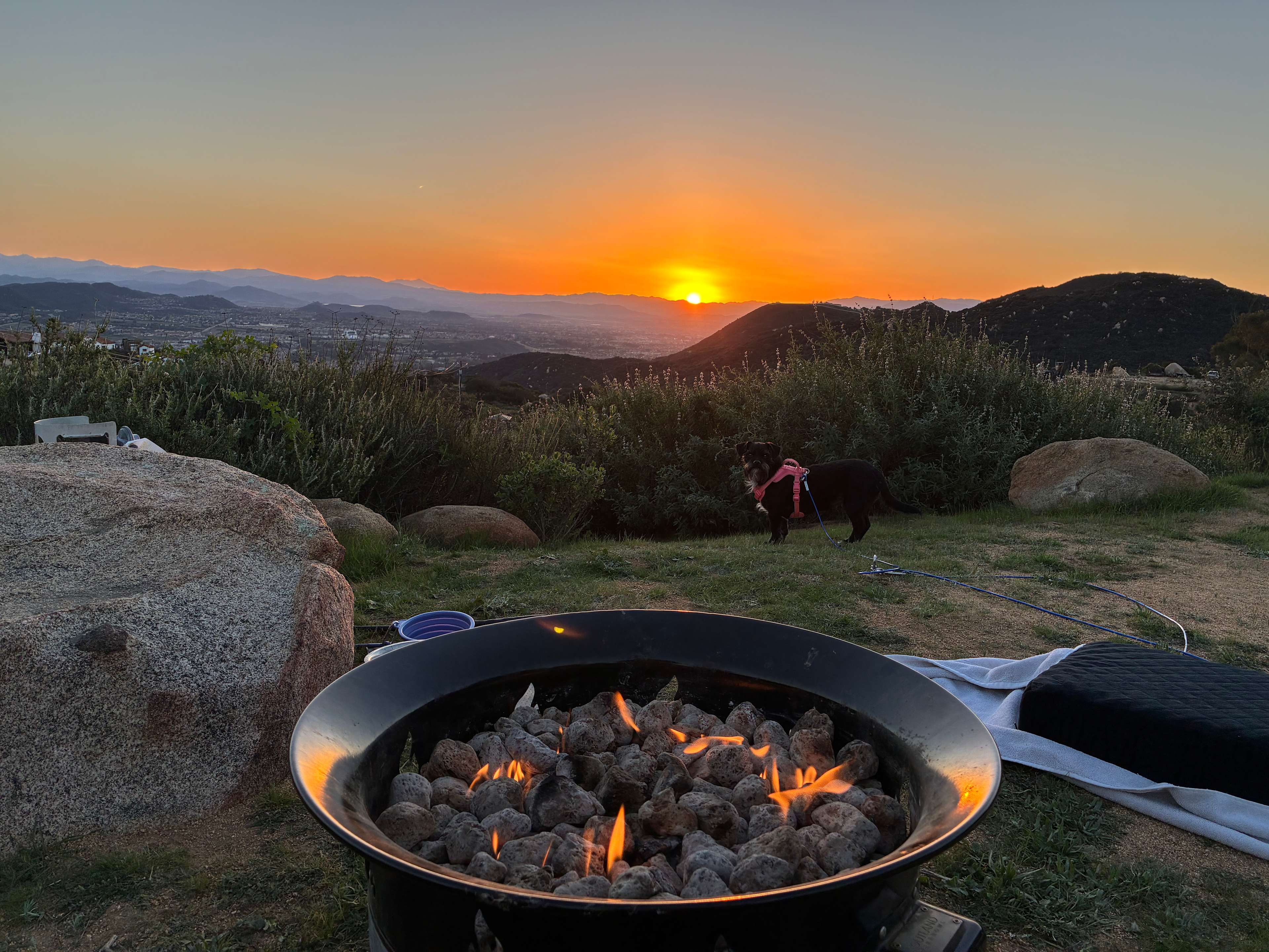 Zephyr Mountain Avocado Grove