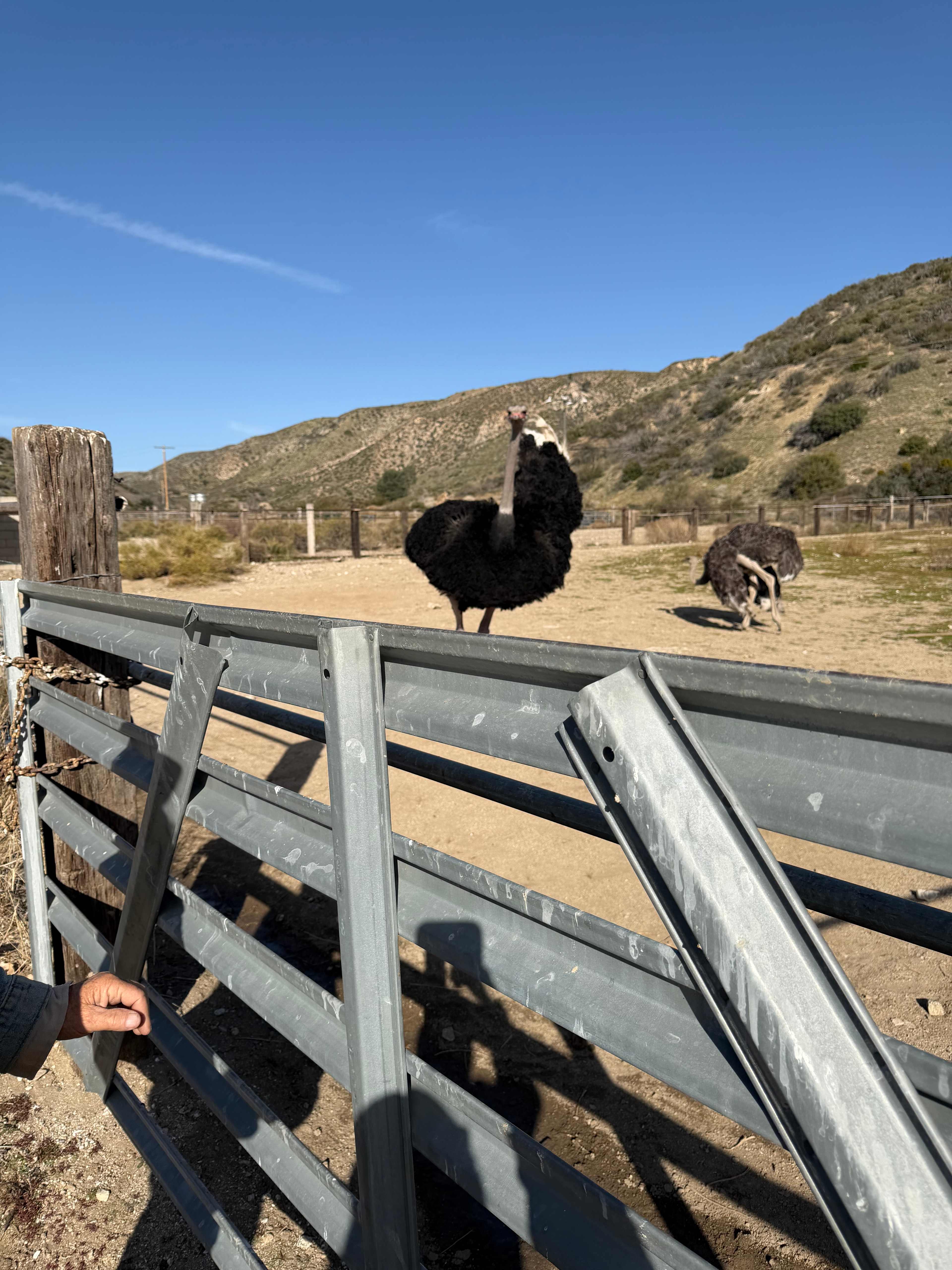 Camping @ Quail Run Ostrich Ranch