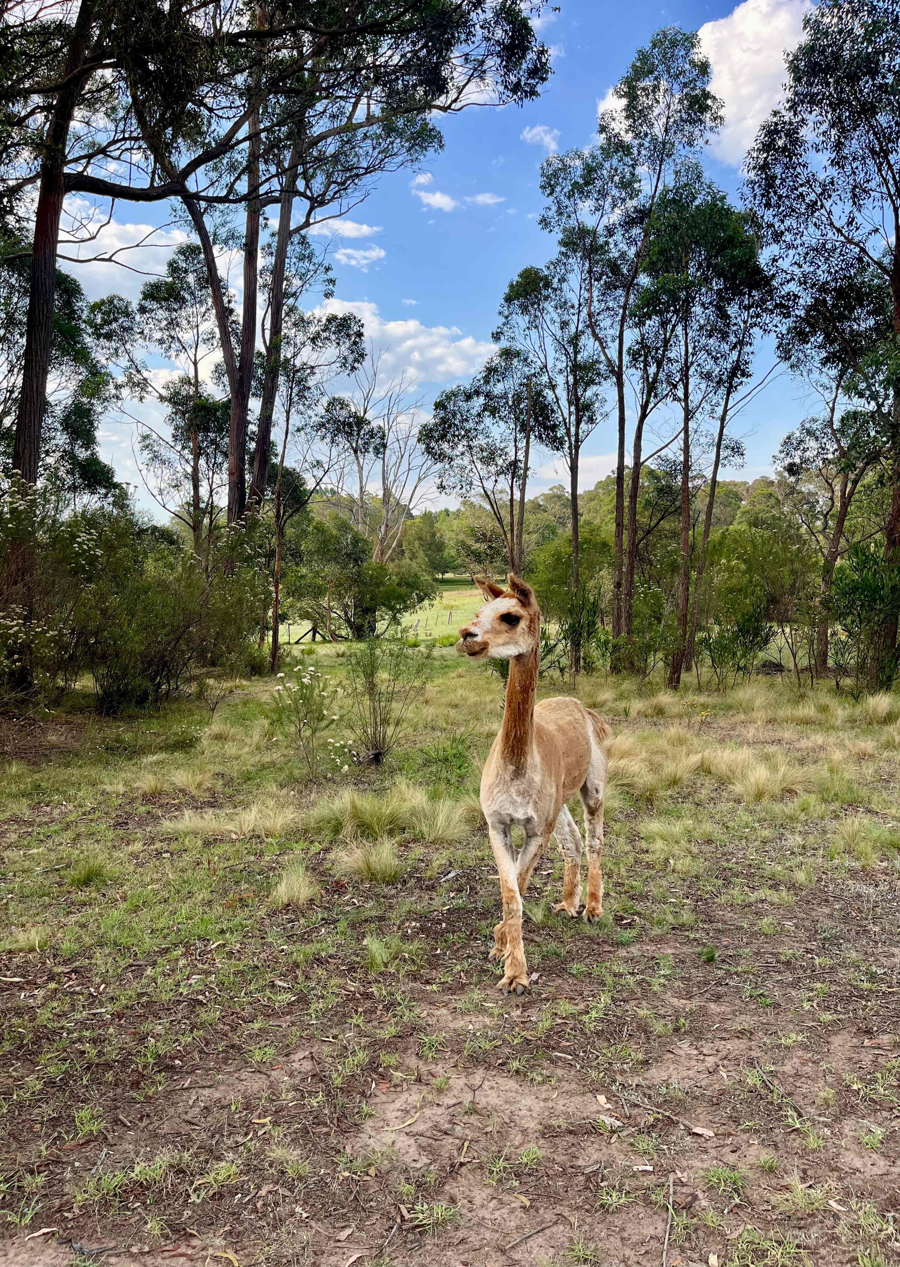 Joadja Gorge Retreat & Camping