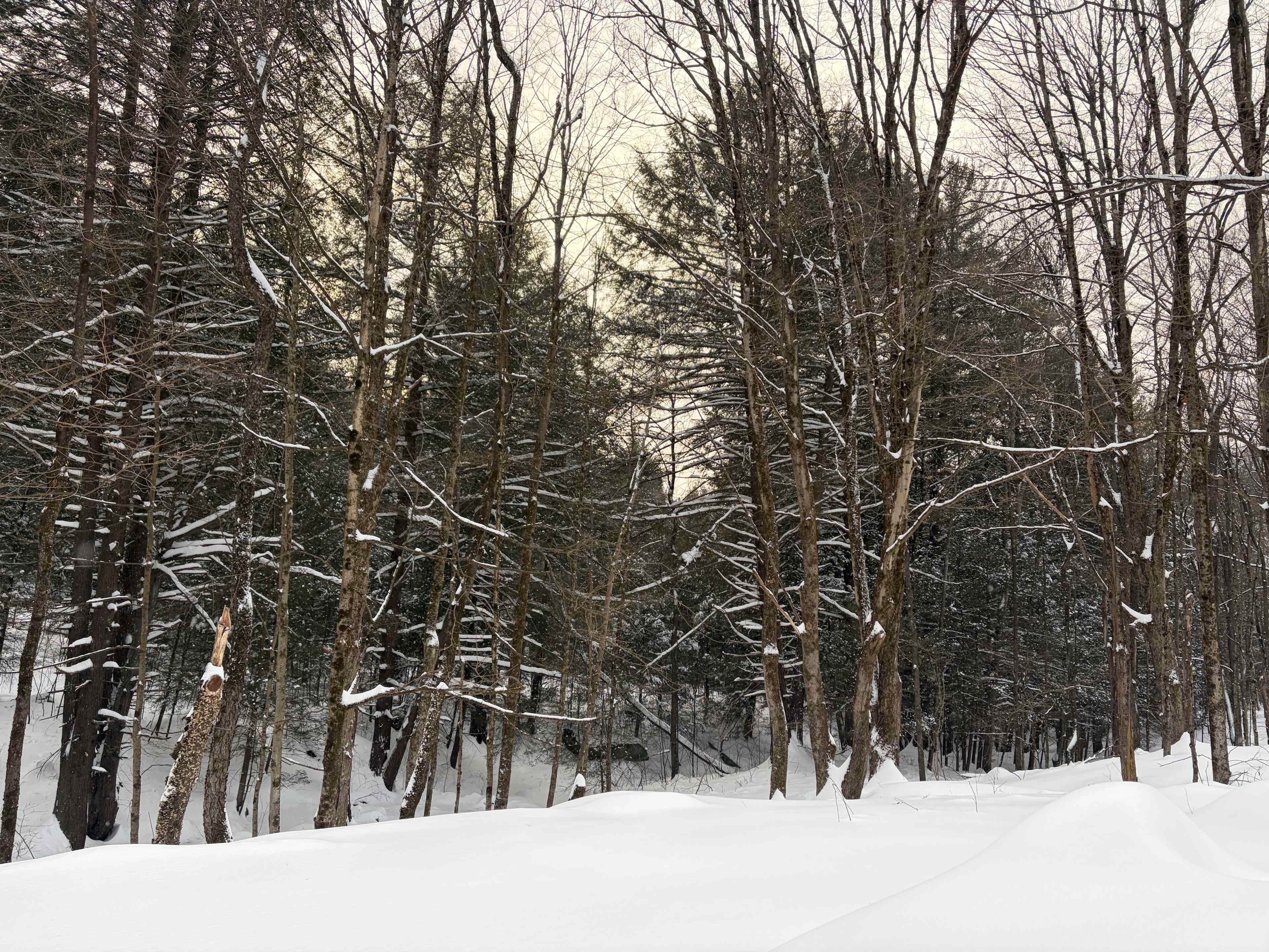 Neal Homestead Camp Sites