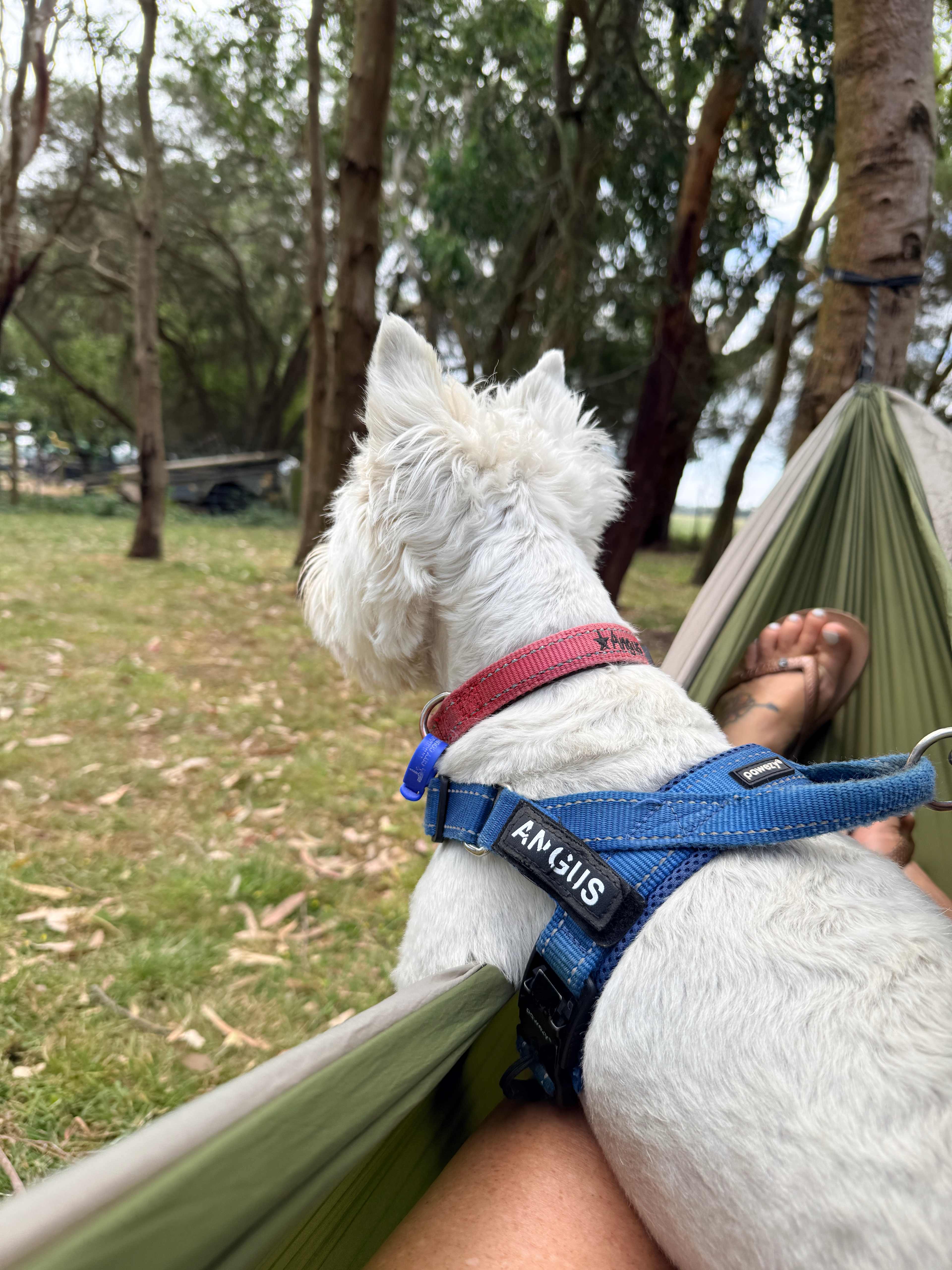 The Farm @ JU Buffalo (S Gippsland)