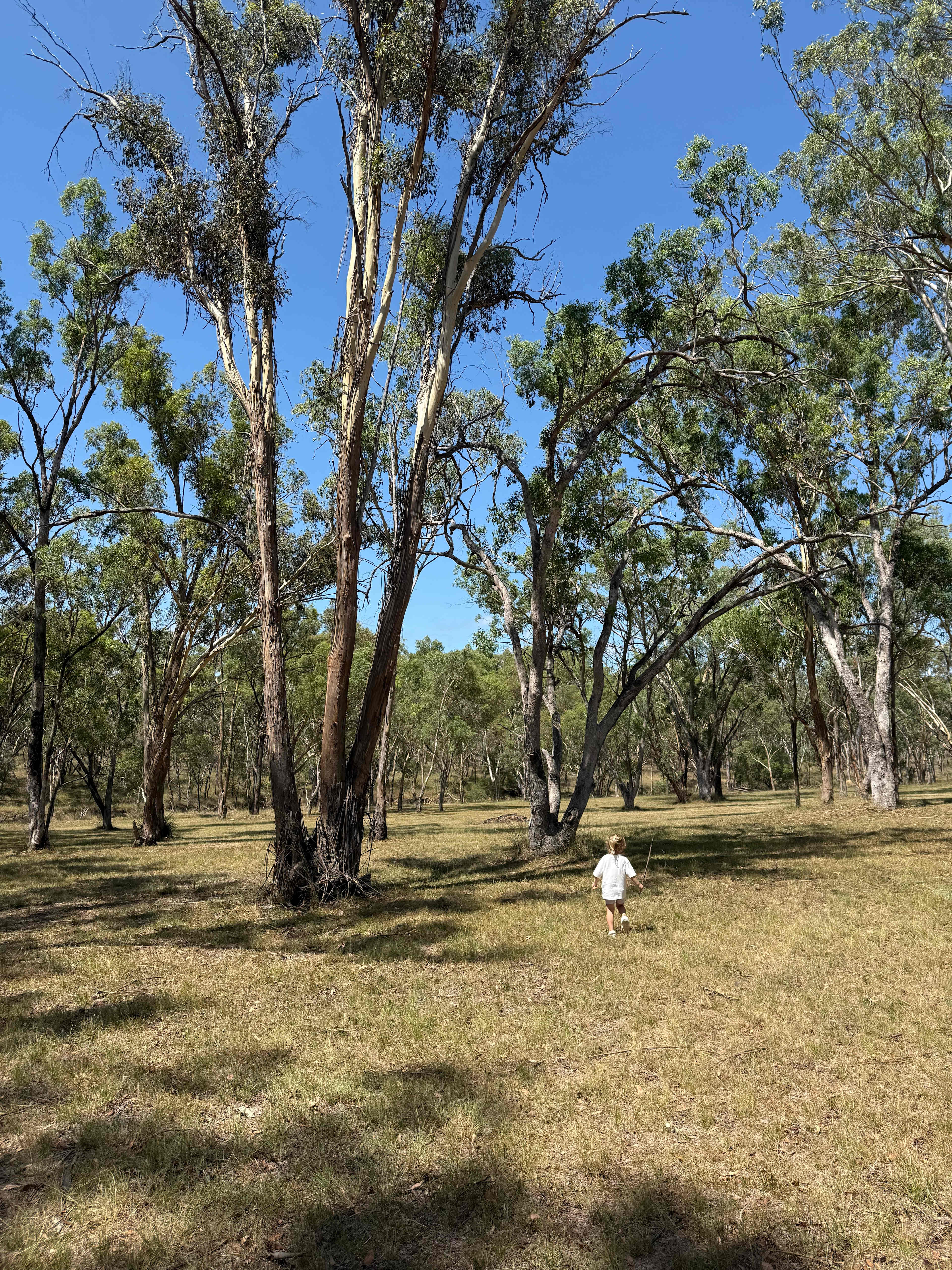 Callemondah Farm Camping