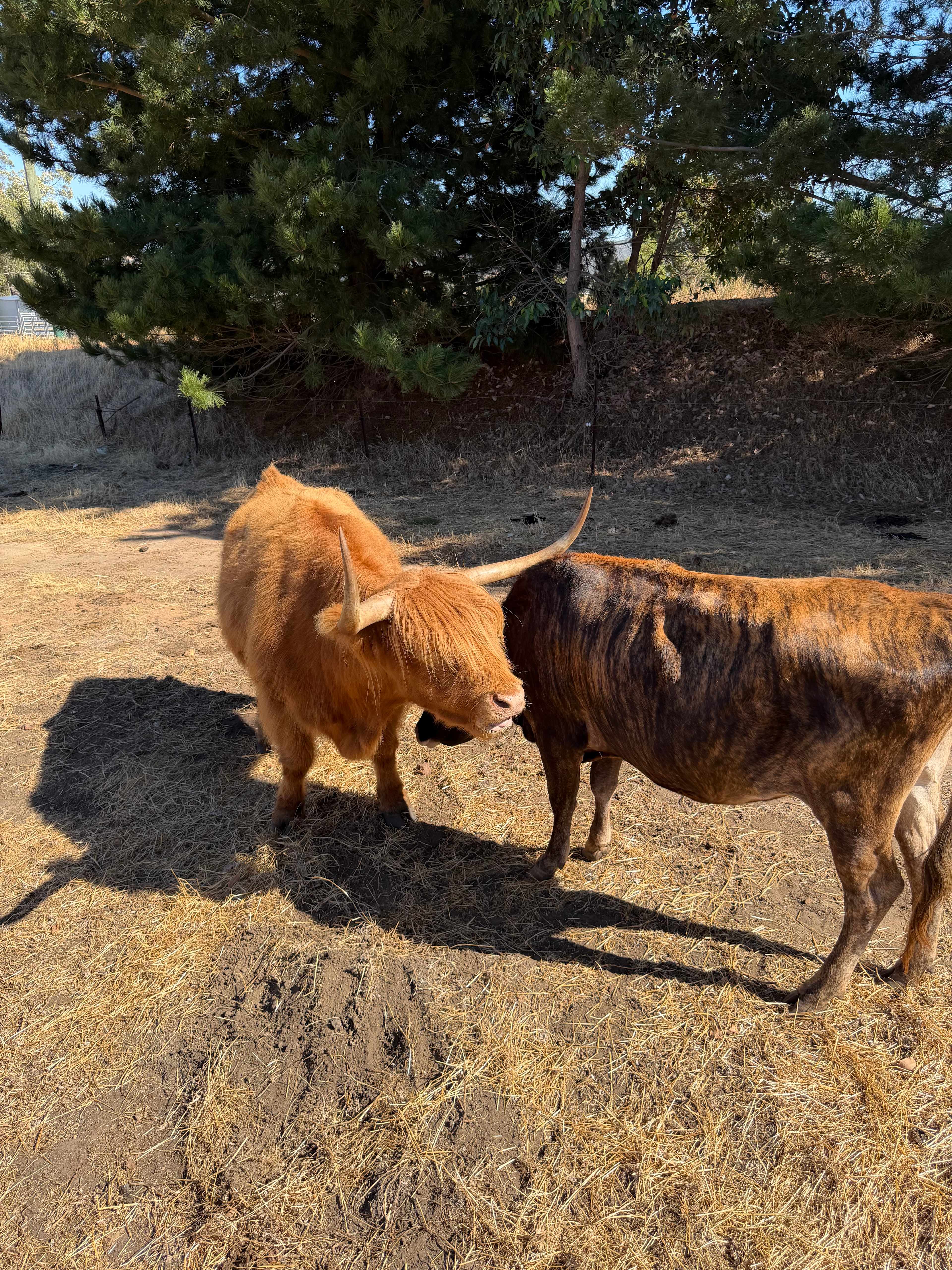 Sunset Ridge Camp Sites