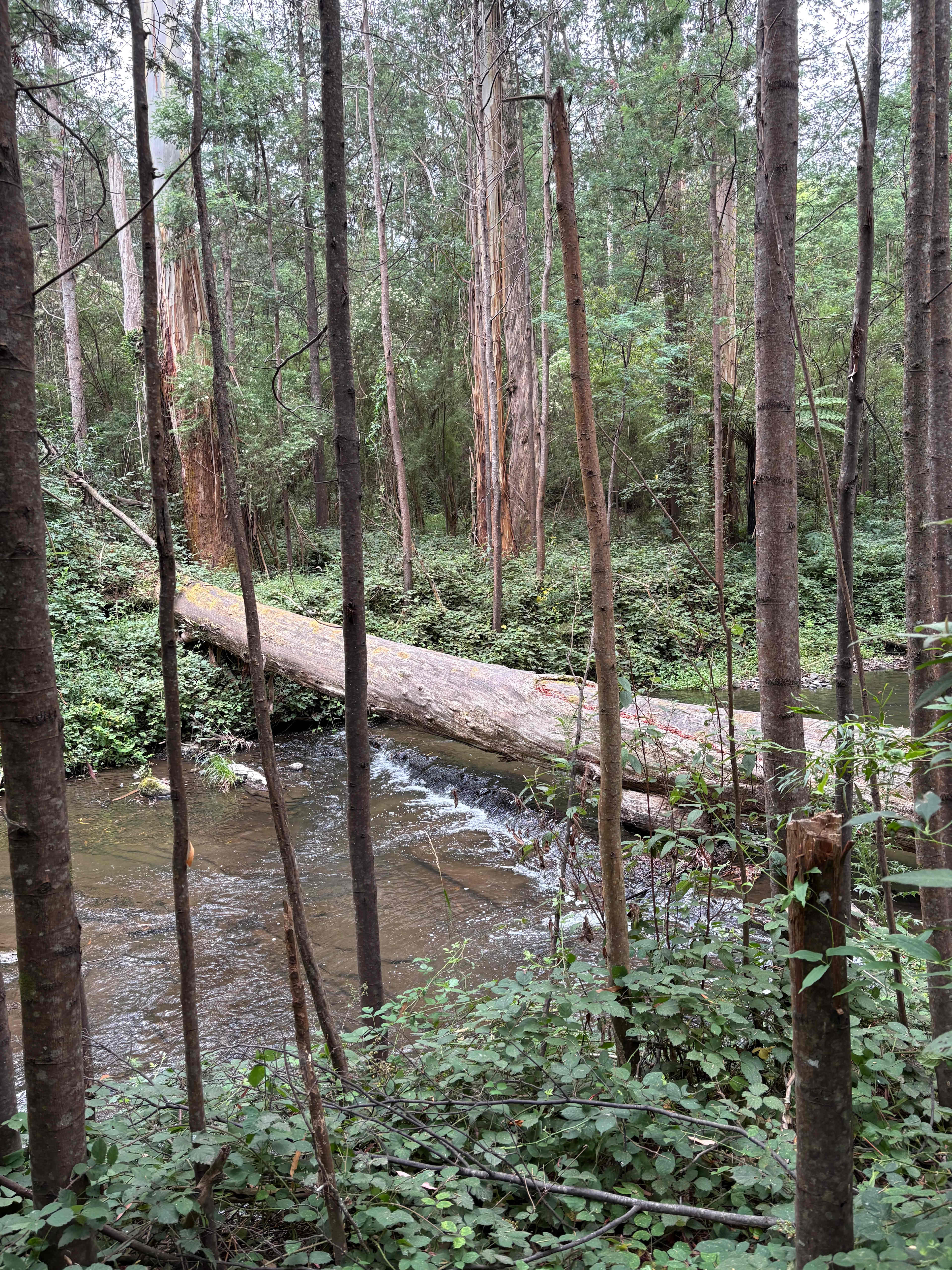 Merrimans Creek Seclusion