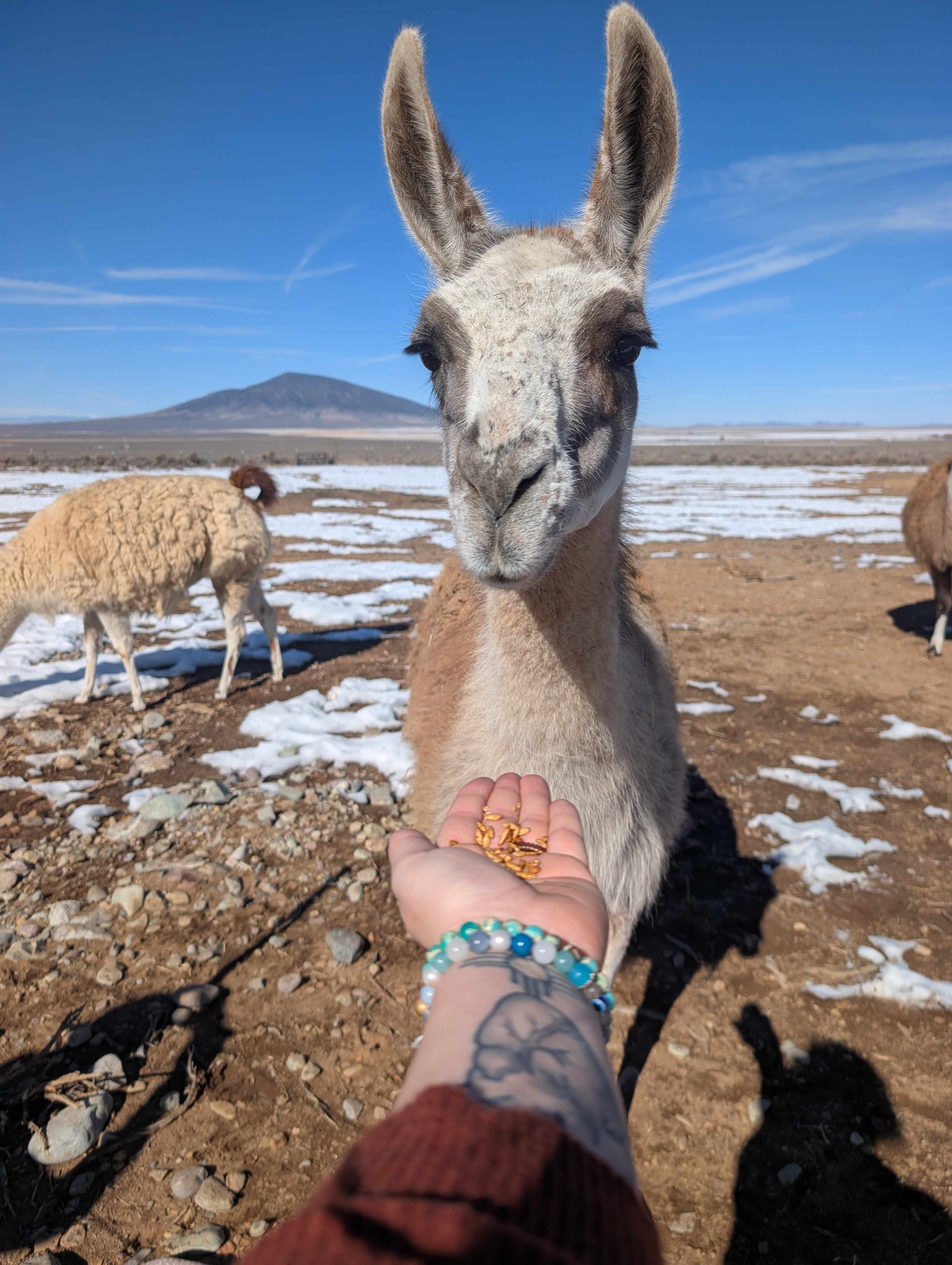 Glamping RV on Llama Rescue Ranch
