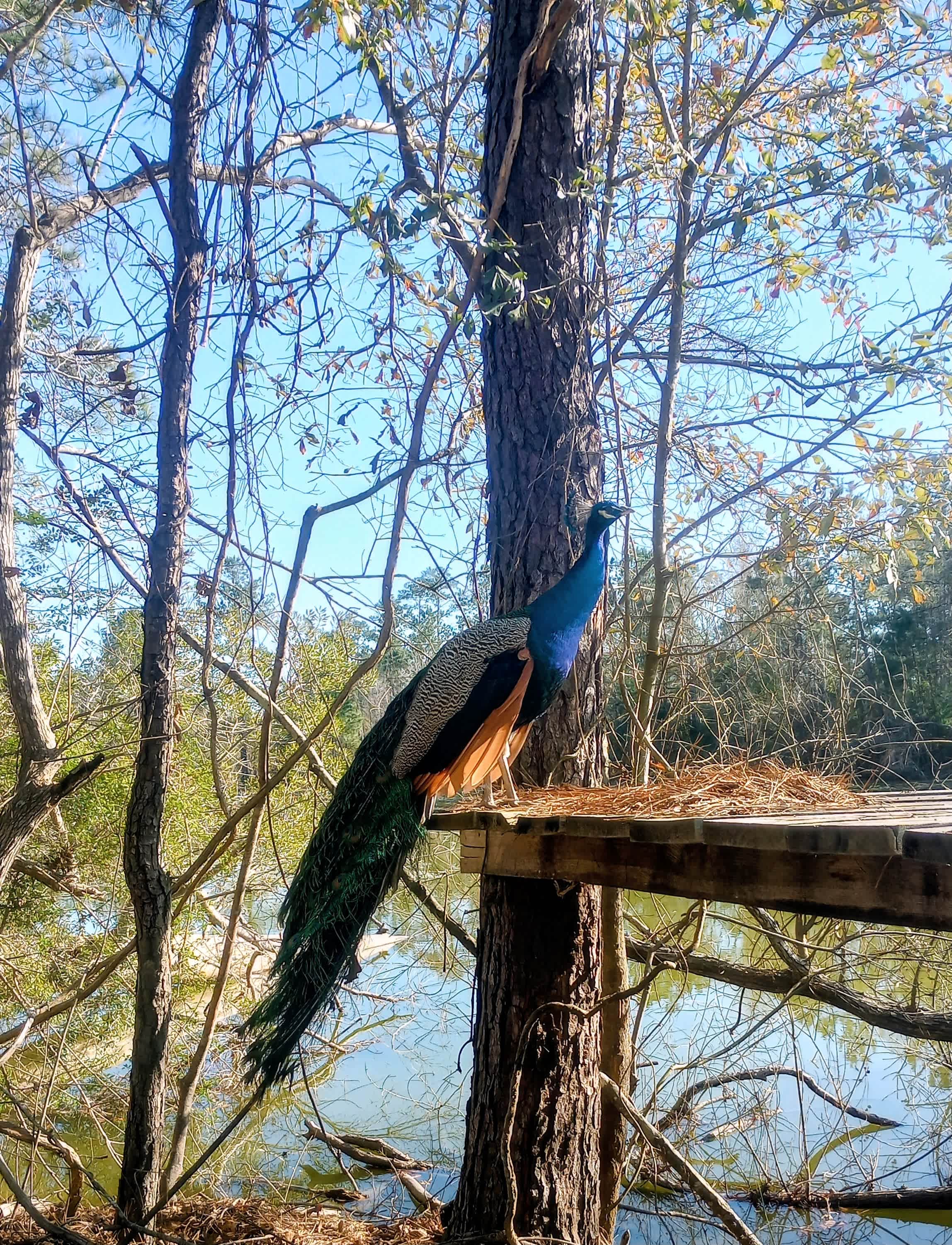 Snow White Sanctuary