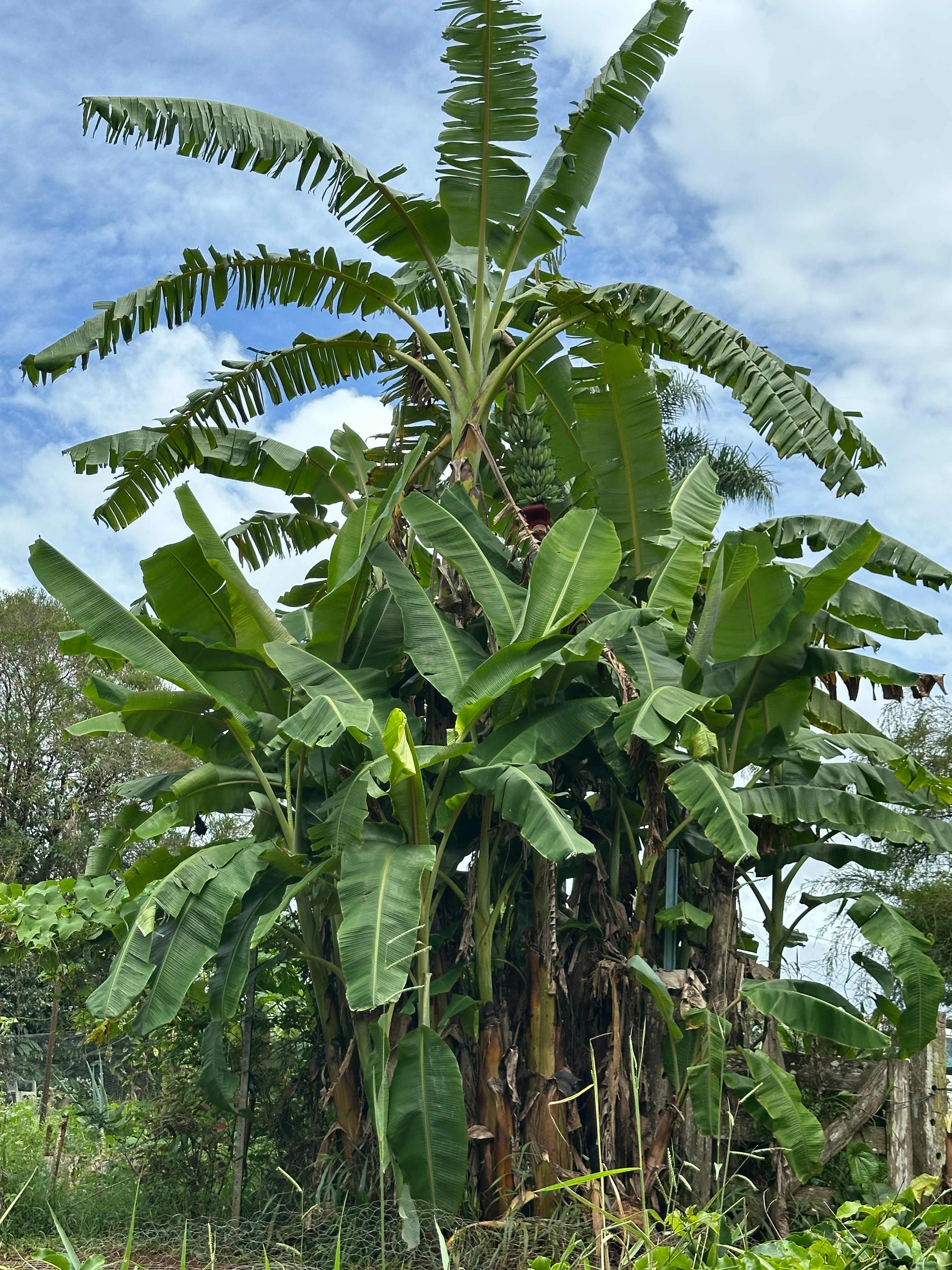Three Falls Holiday Millaa Millaa