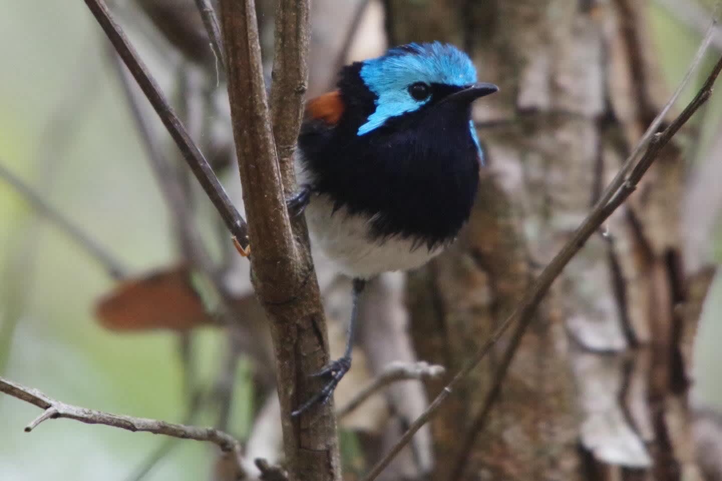 Nutkin Lodge Peaceful Bay