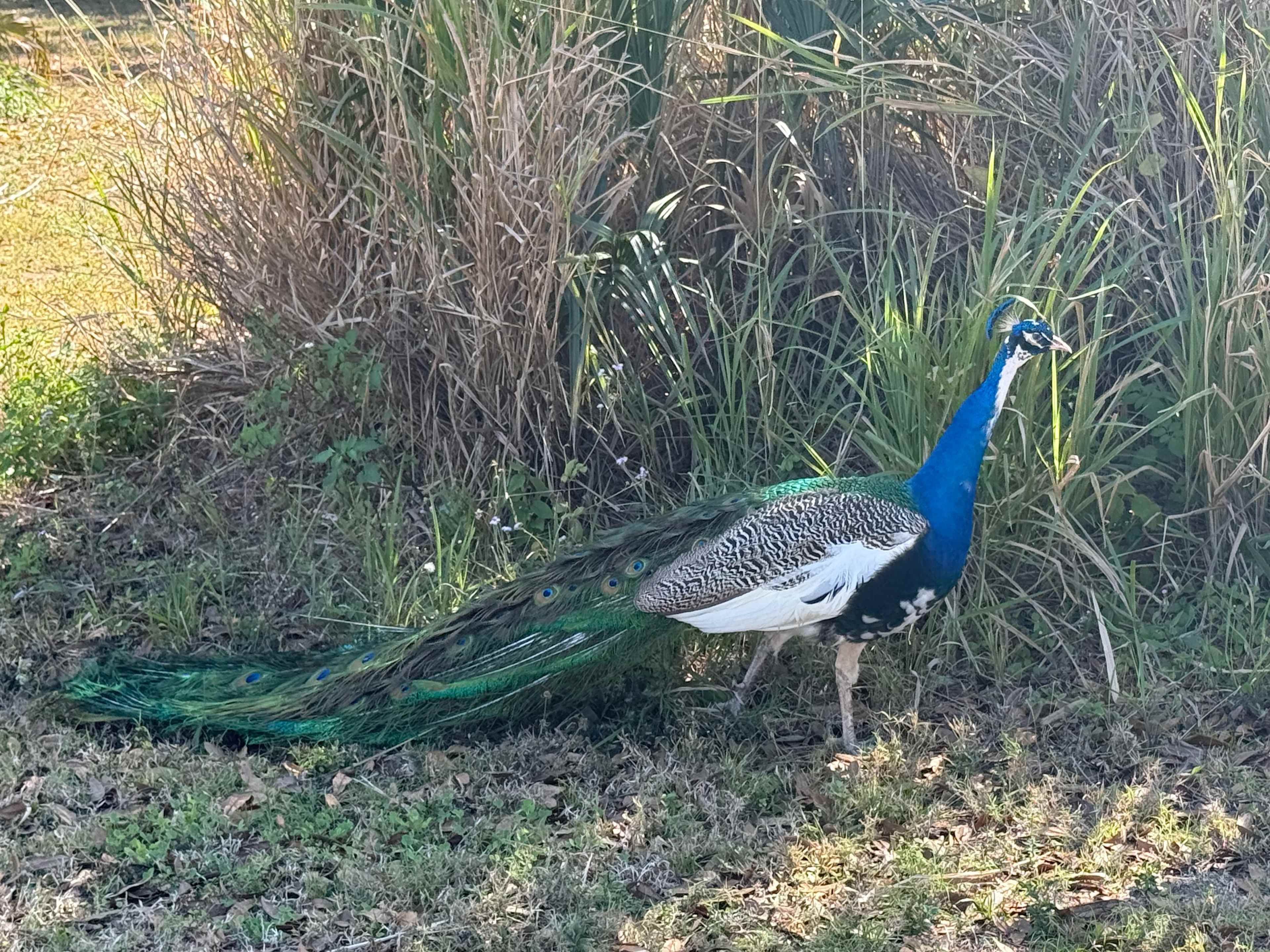 Bell Oaks Ranch 5 min from Beach