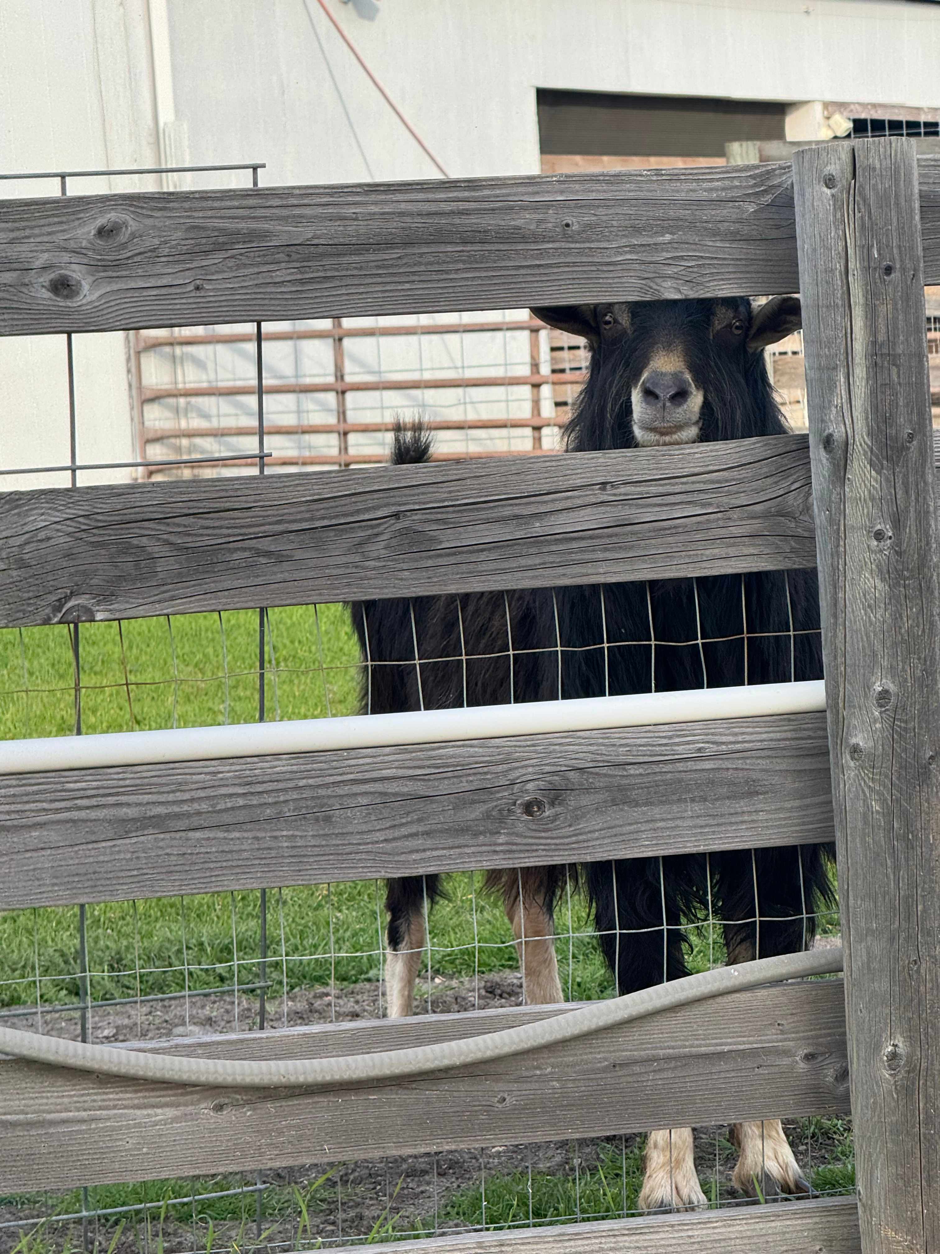 They seemed super friendly and curious. Very secure though so I wasn’t concerned about walking my pups past them to the restroom 