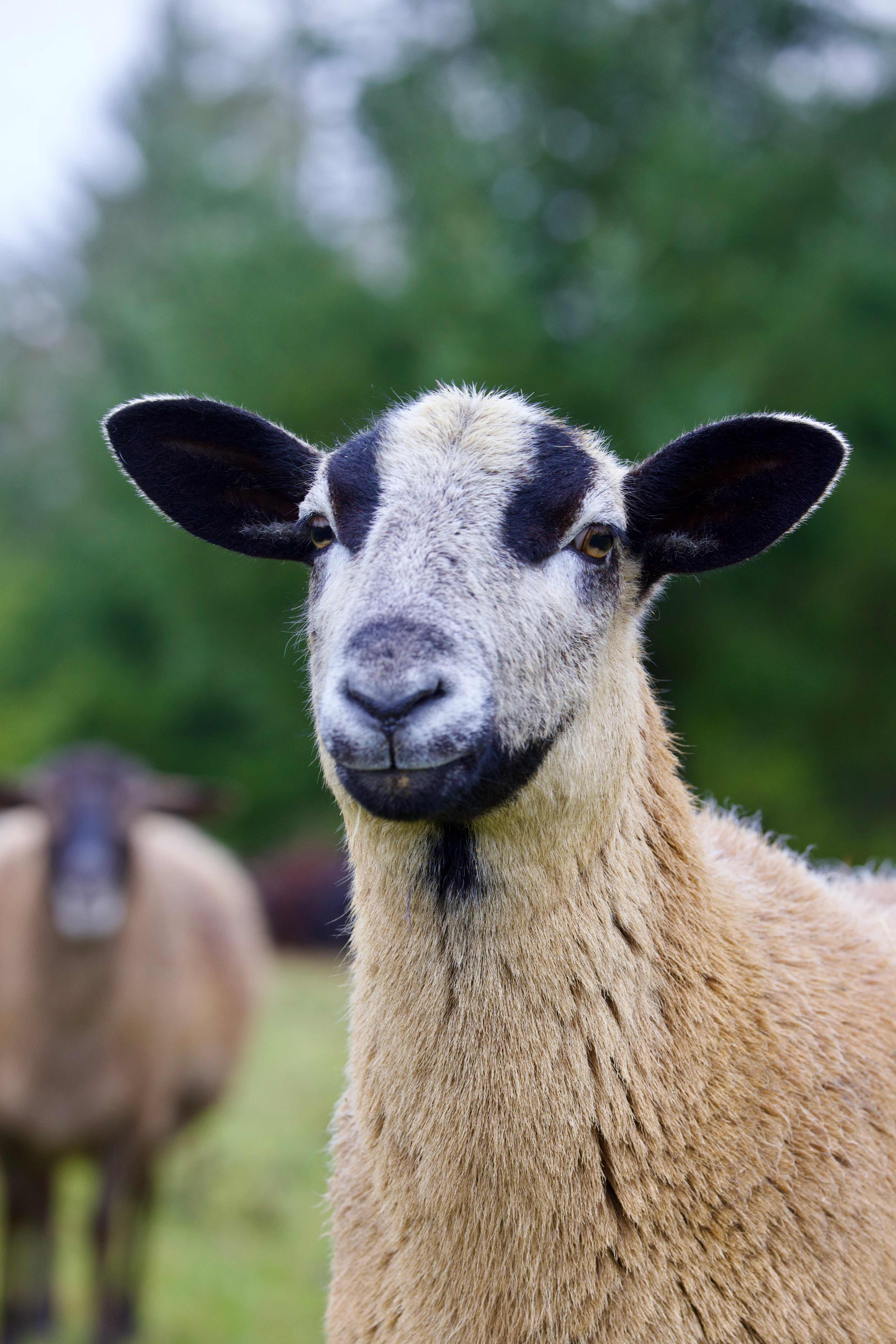 HolisticLifeFarm Clatskanie OR