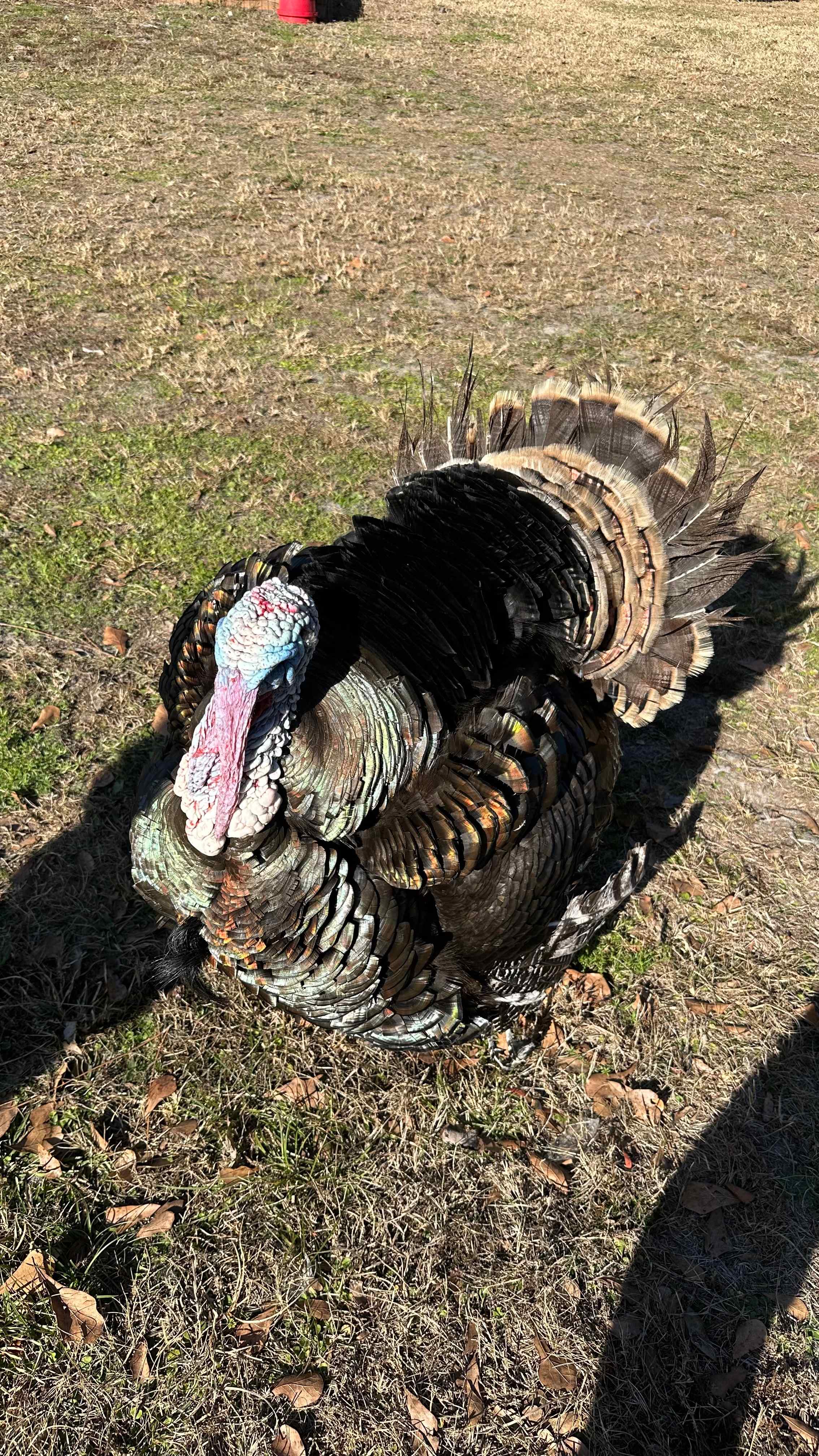 Magical and Artsy Firefly Farms