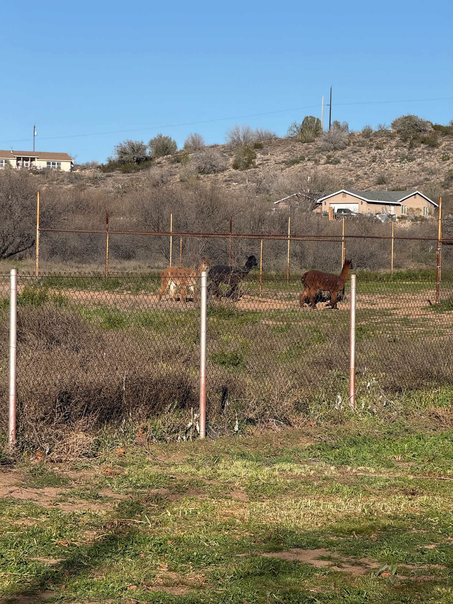 The alpacas on Laura’s land!