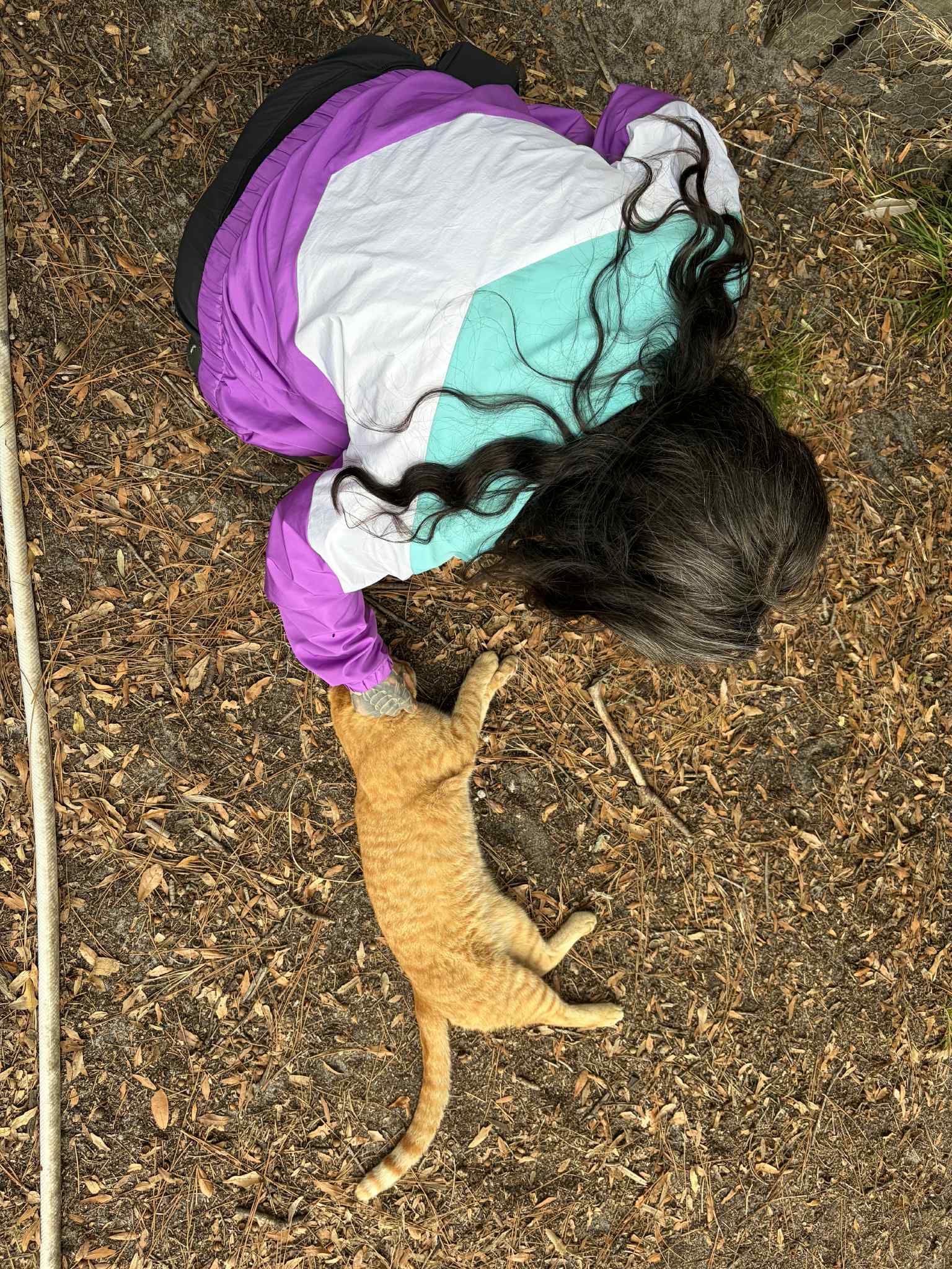 Serene Forested Blueberry Farm