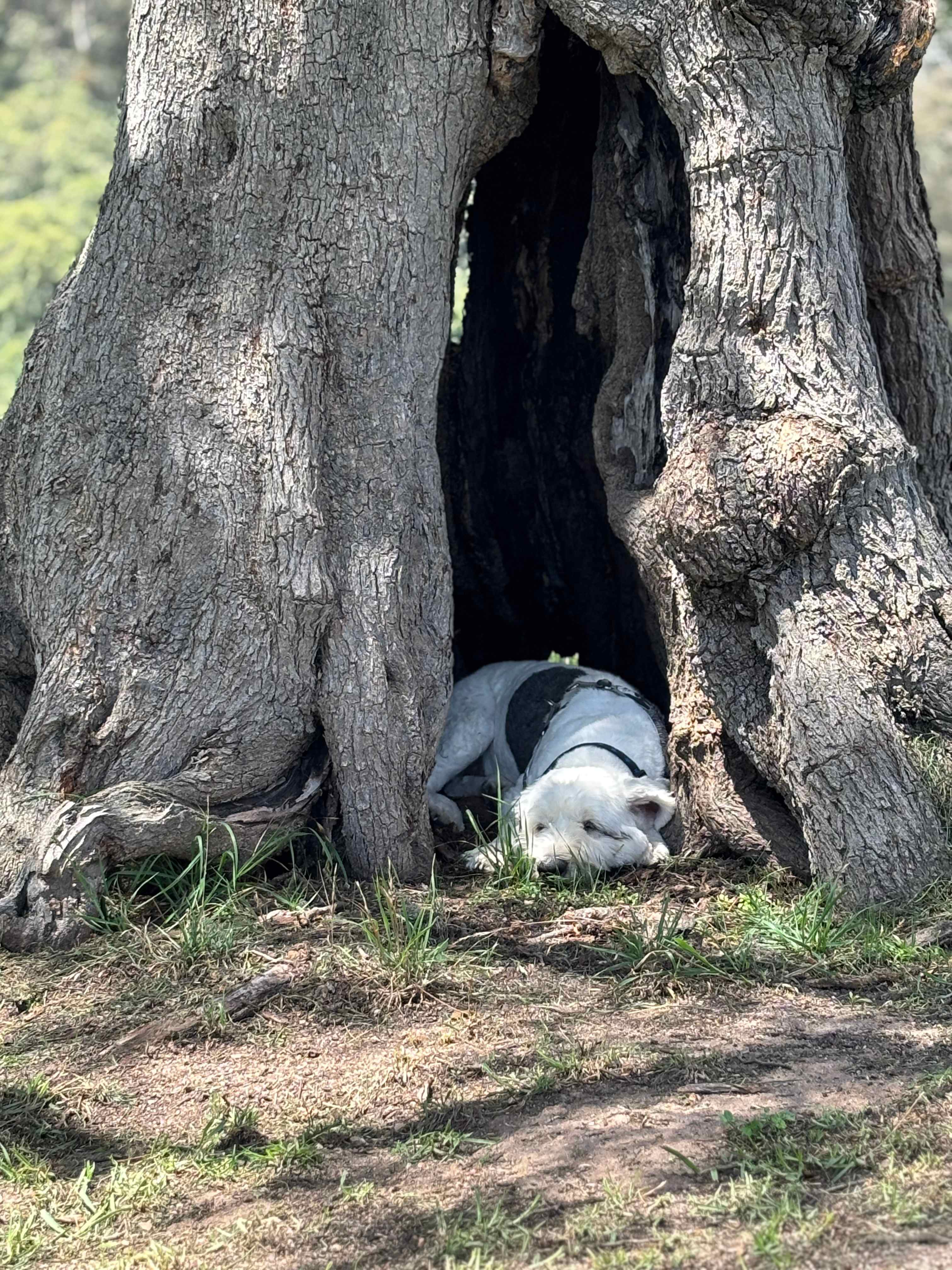 Sapphire Coast Dairy-Homestead