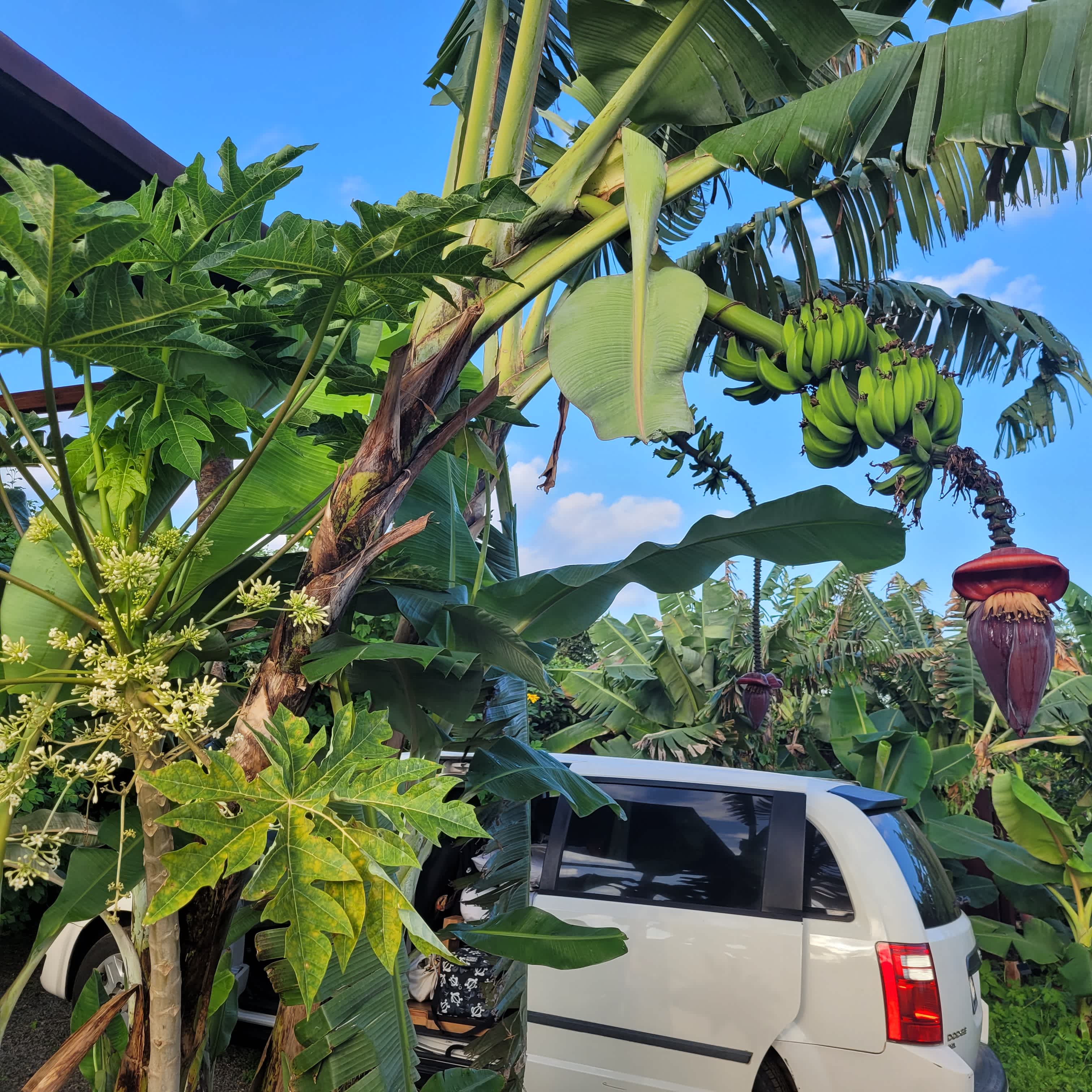 Living Circle Farms Hawaii